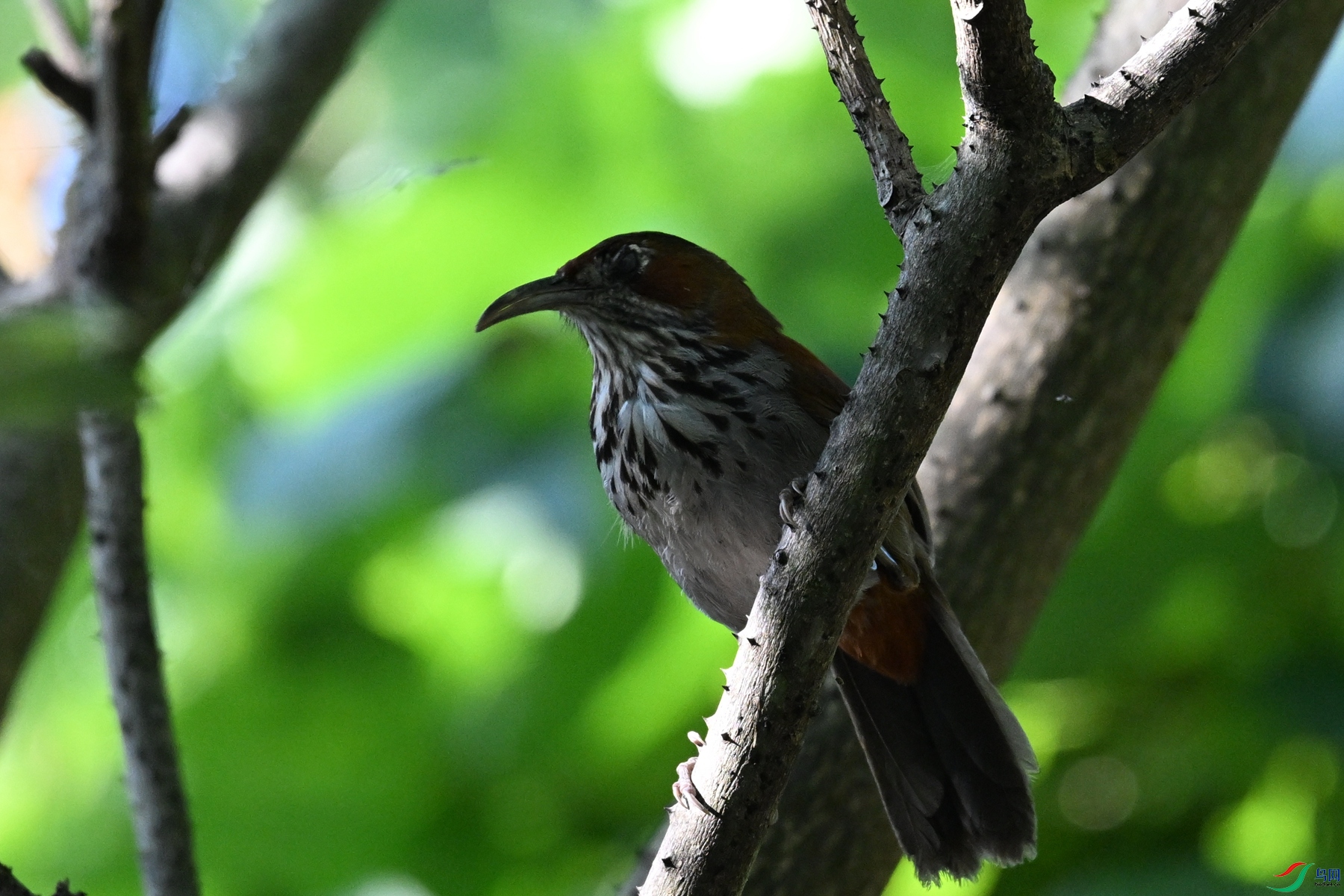 DSC_8778.JPG