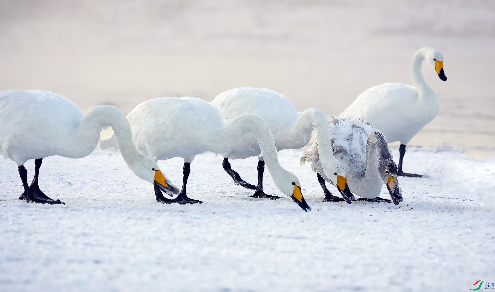 DSC05998-topaz-denoiseraw-sharpen ���� 201.jpg