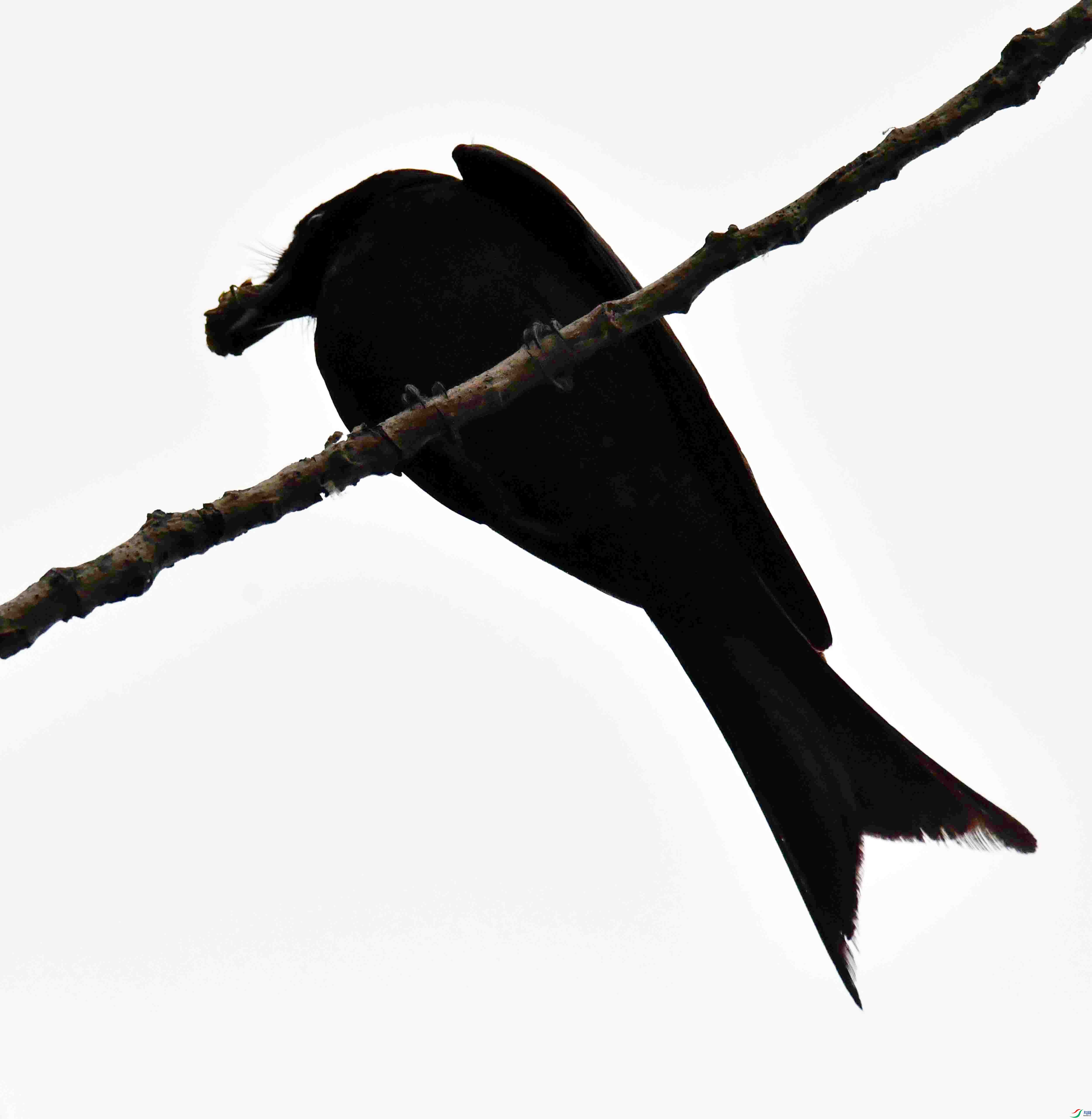 DSC_2823.JPG