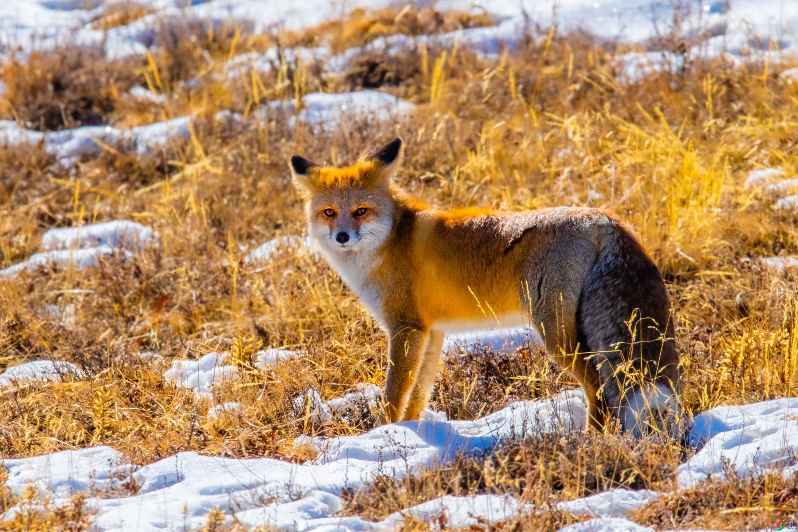 DSC_0878-1.jpg
