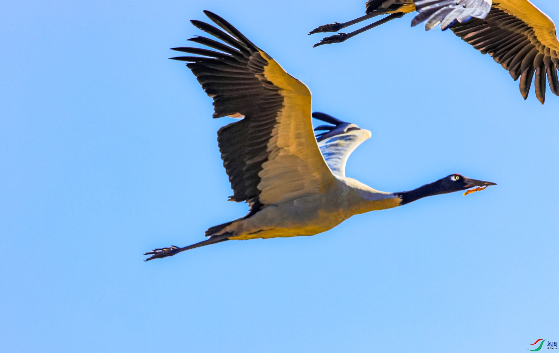 ����ĺھ���