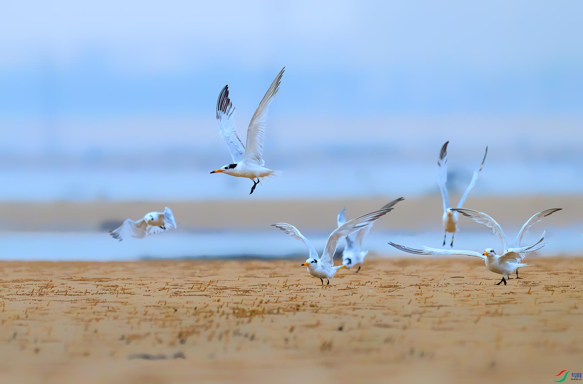 һŸ�캽���������