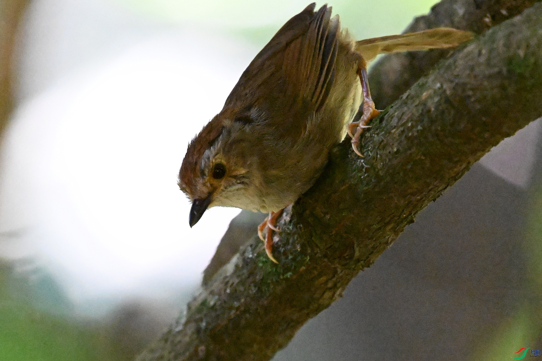 DSC_8803.JPG