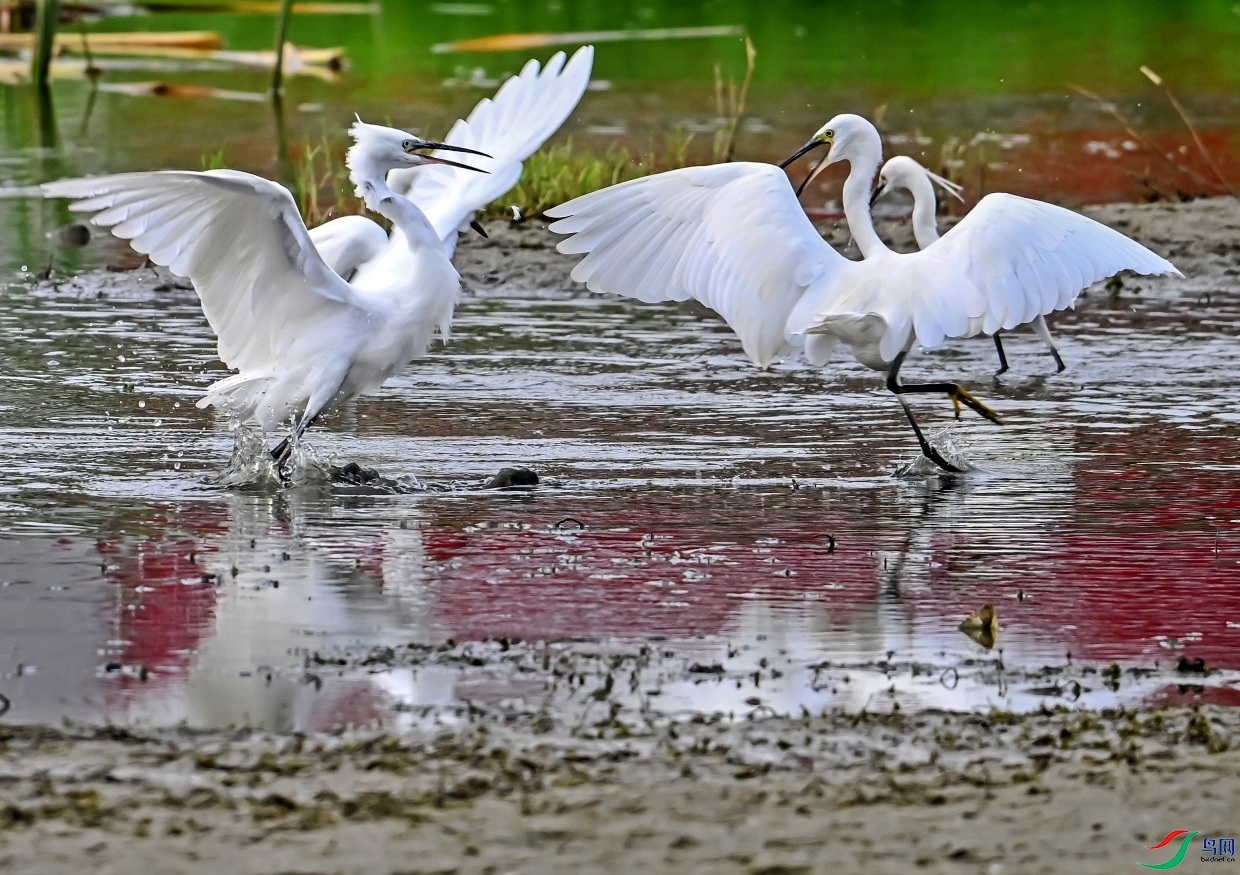 DSC_9846---_conew1.jpg