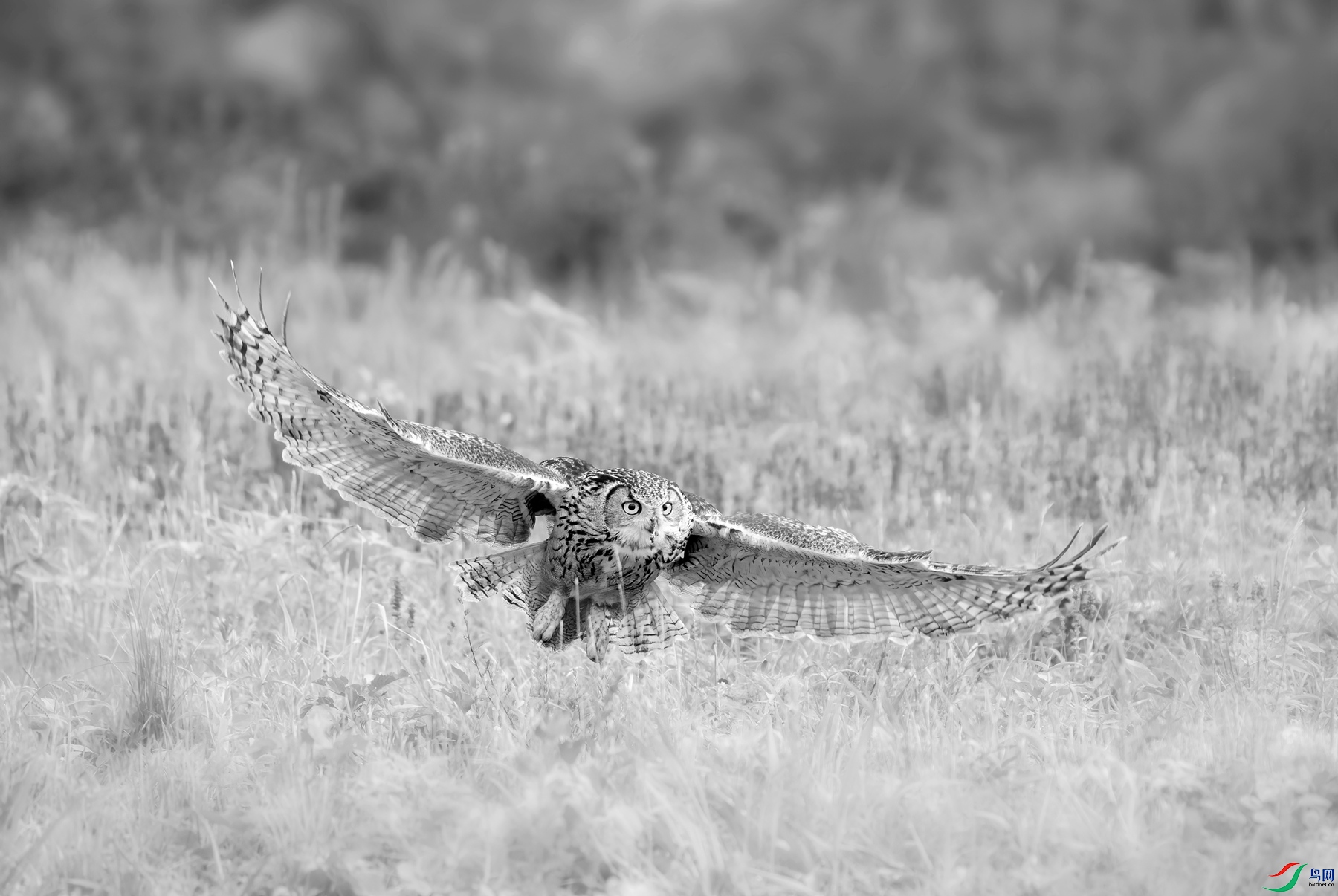 DSC01387 ����_����.jpg