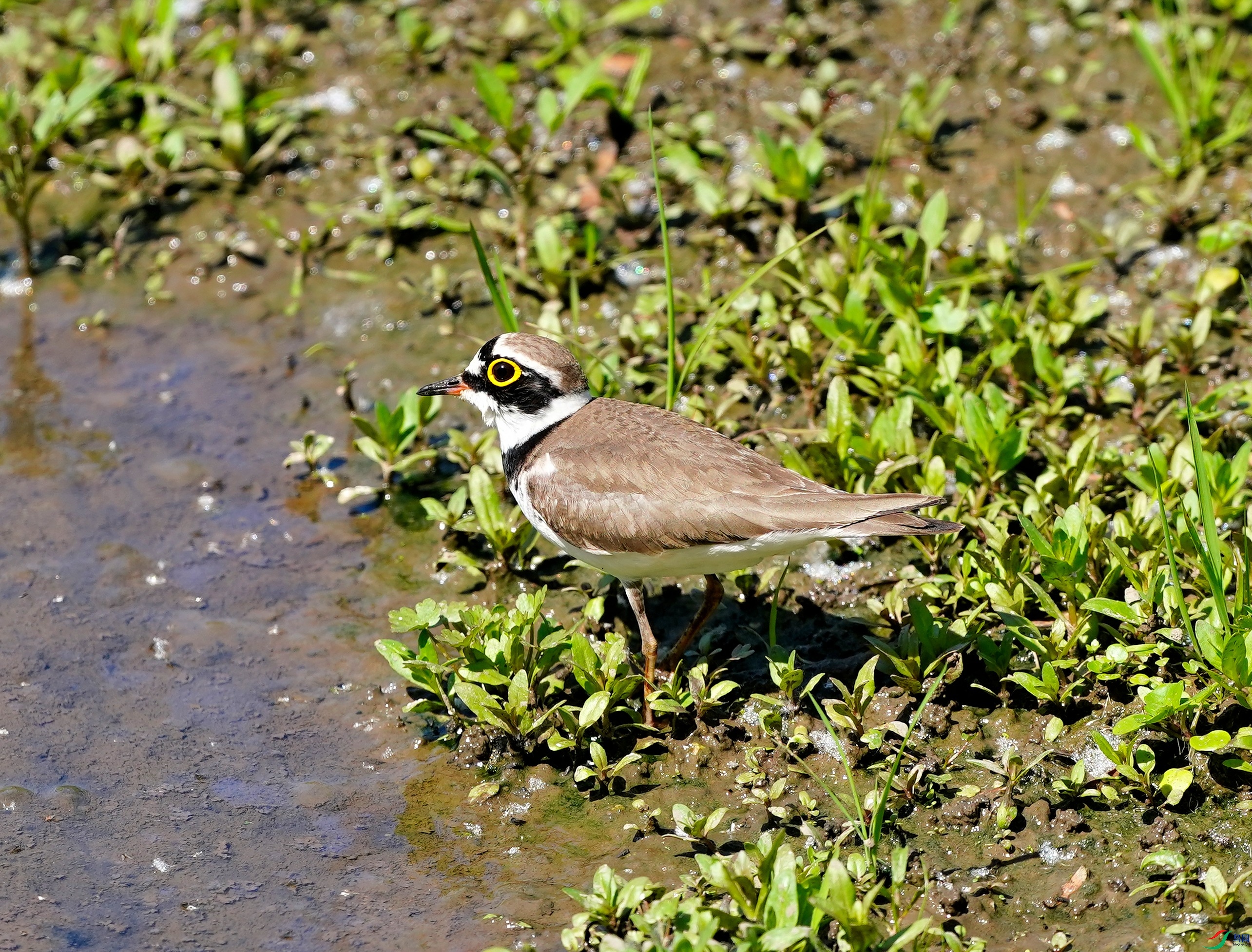 DSC02012.JPG
