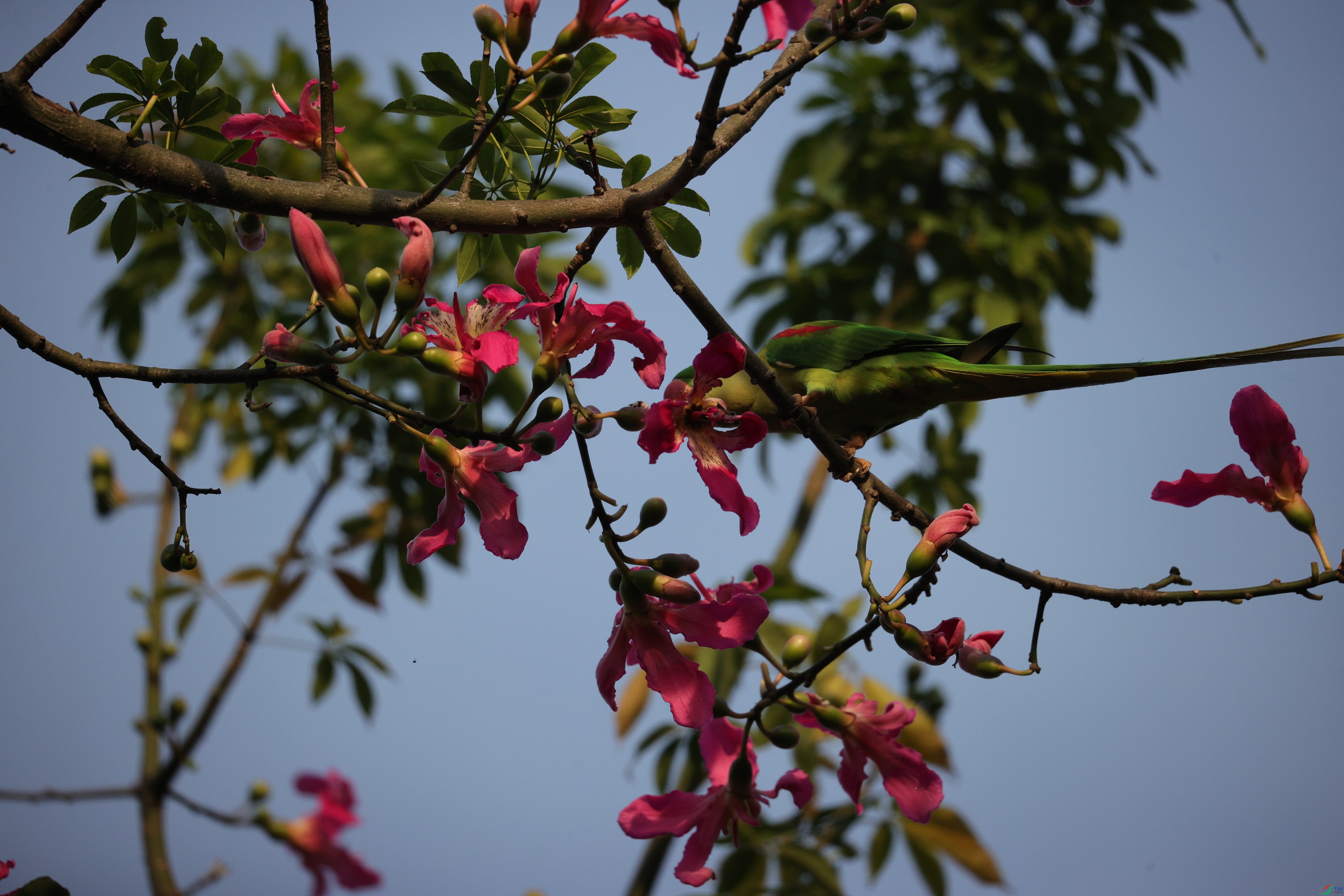 5325��ש����