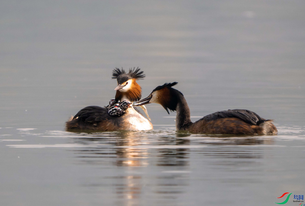 �������ѡ��������ٻ��Ա������Ʈѩ1568 12.png