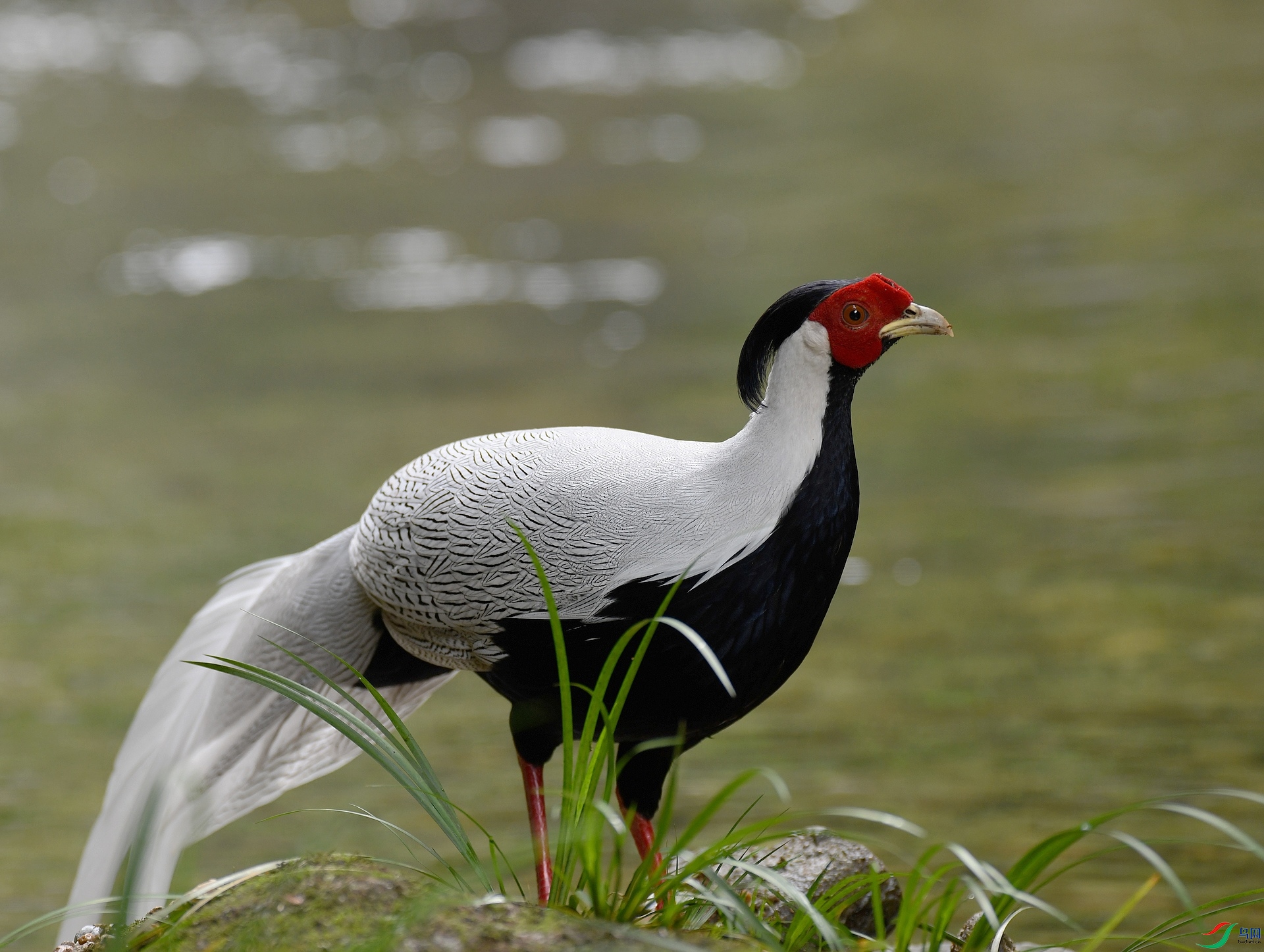 DSC_7421.jpg