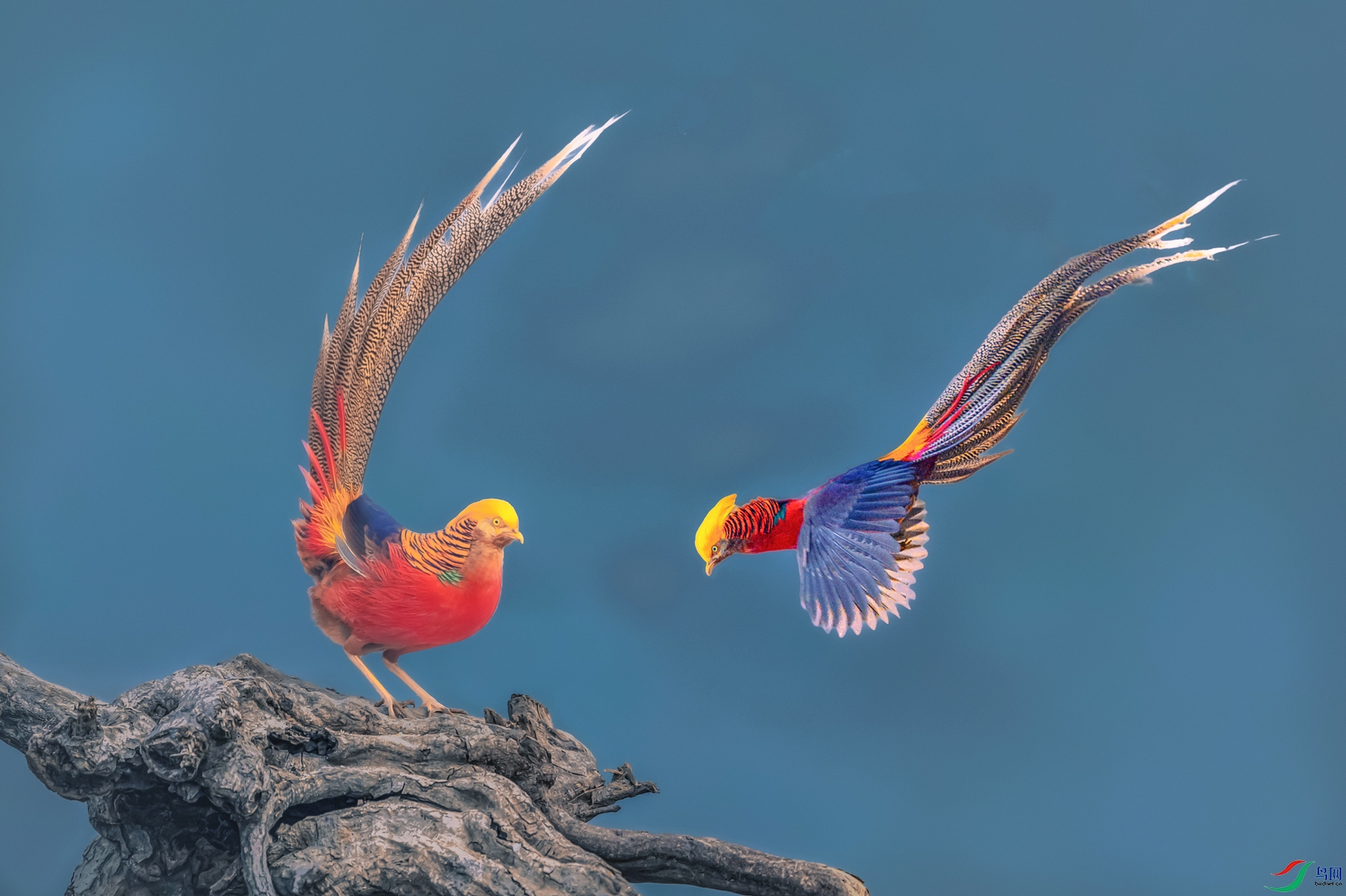 �츹����----��������