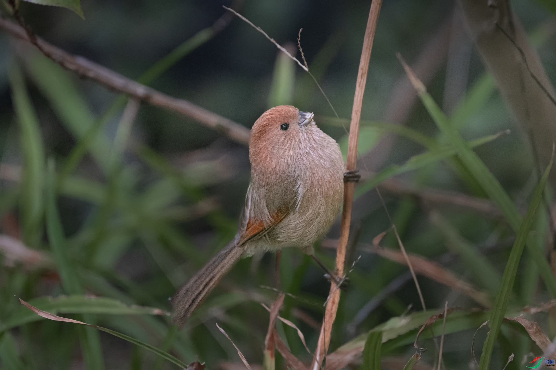 DSC_0590 ����.jpg