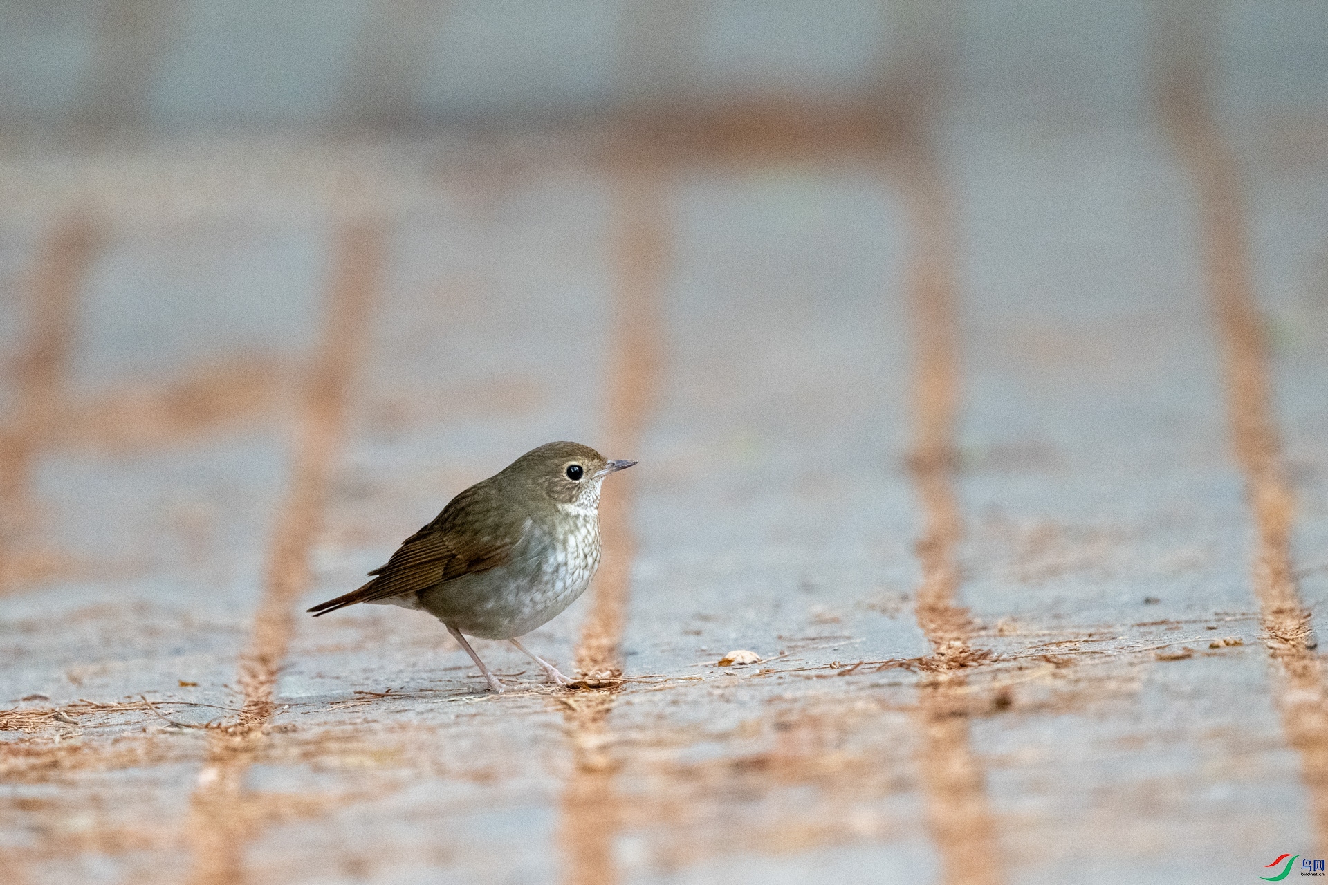 DSC_0108 ����.jpg