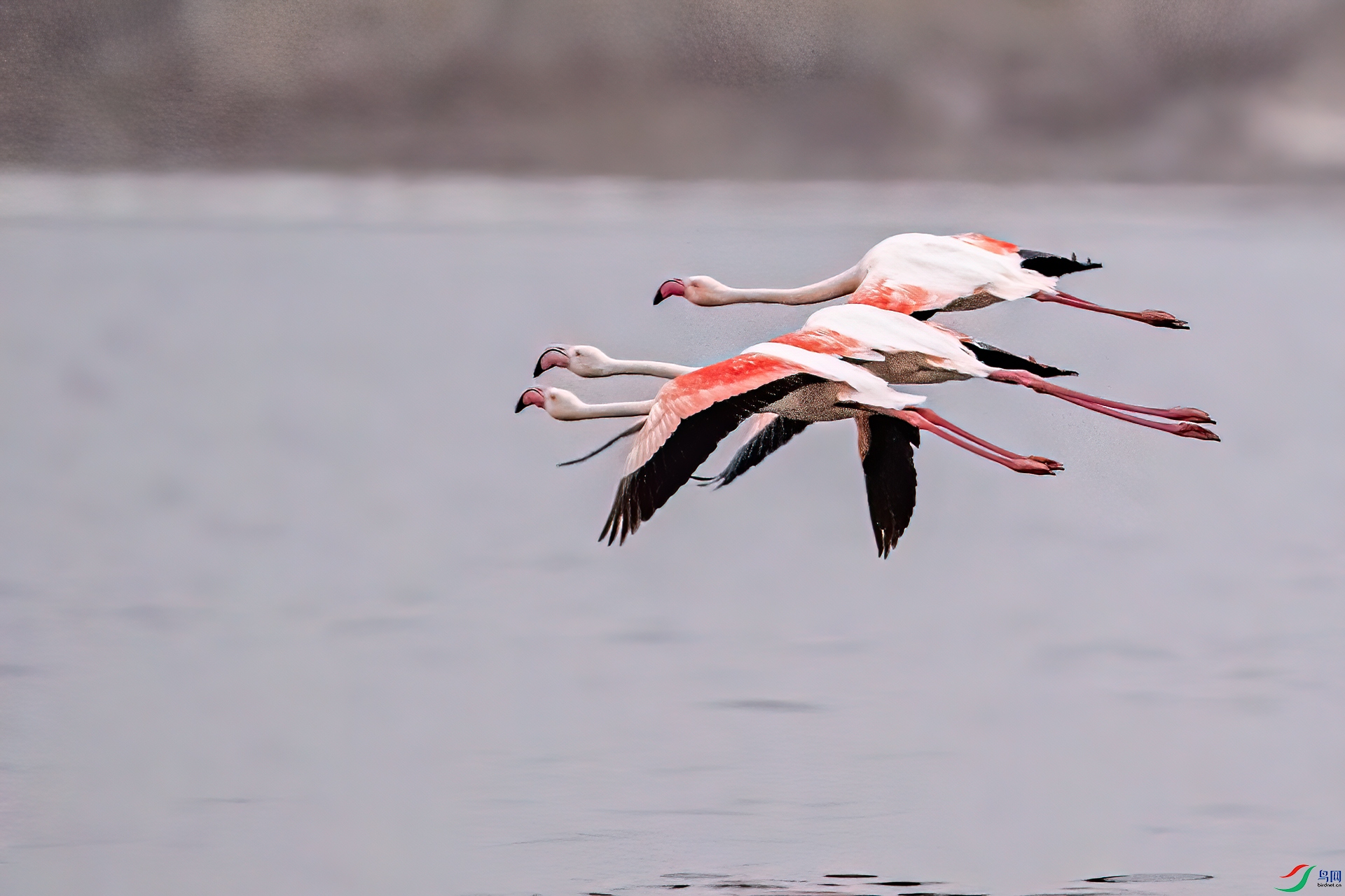 DSC_1669-11.jpg