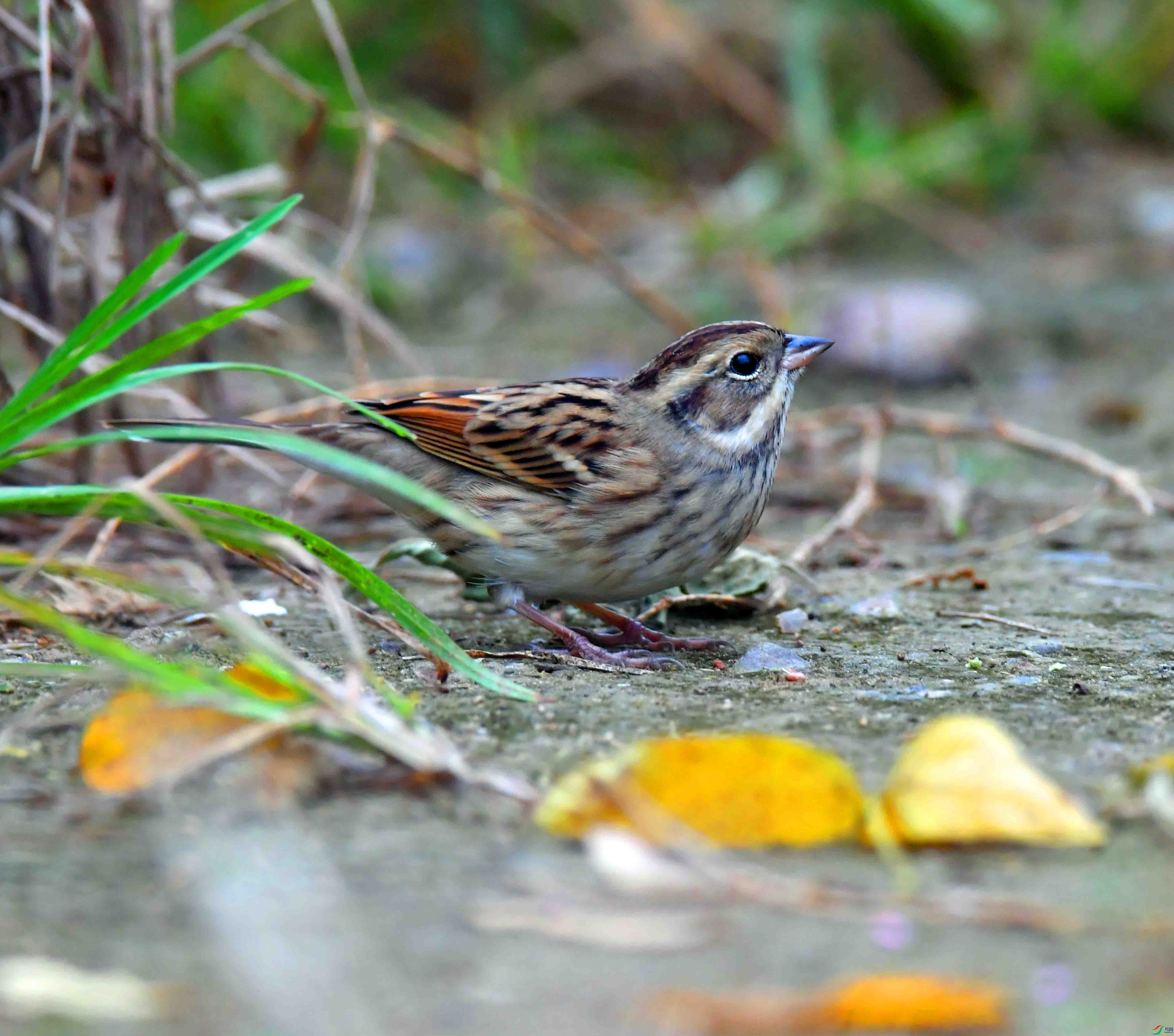 DSC_3218.JPG