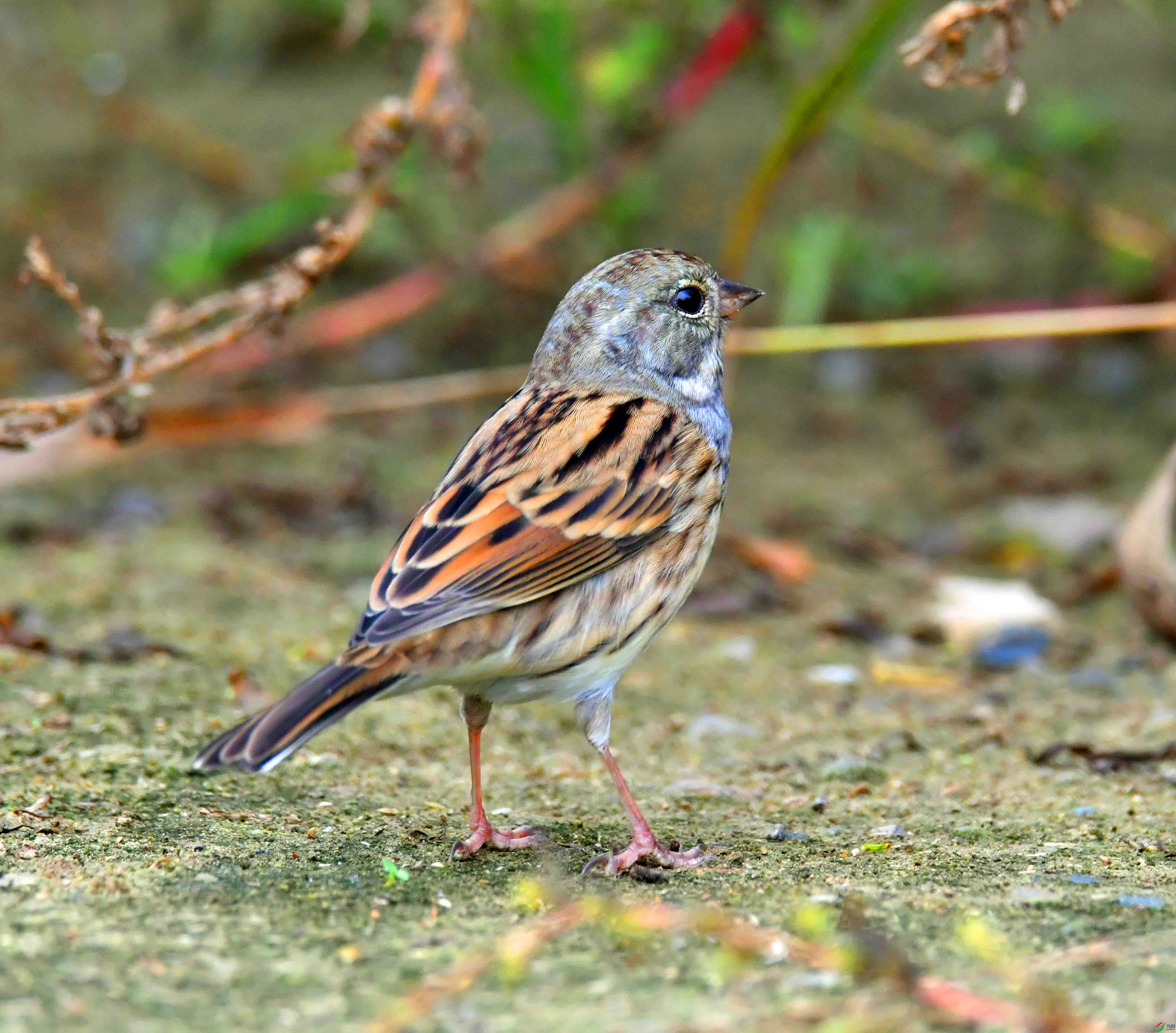 DSC_3478.JPG