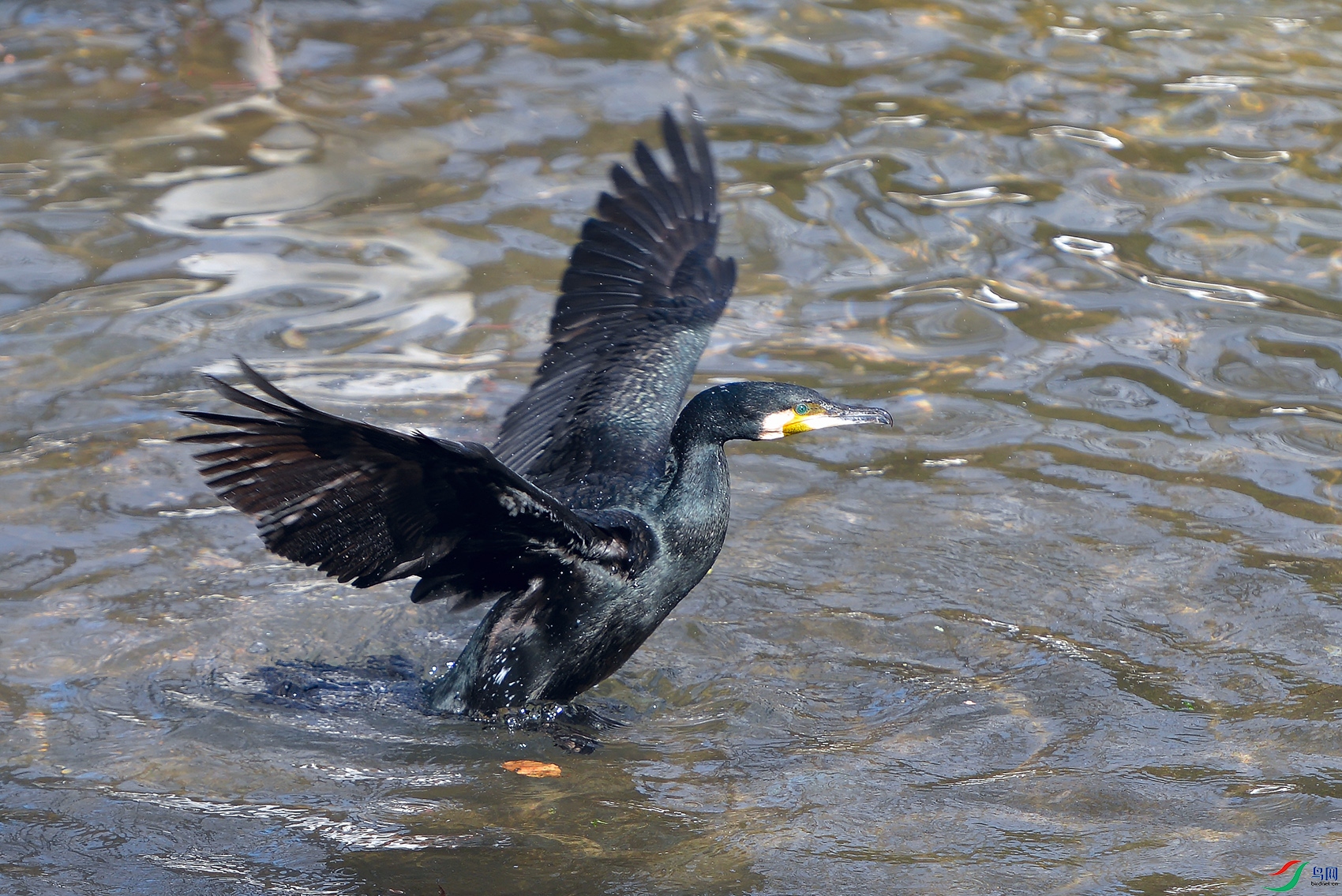 DSC_3257_DxOa.jpg