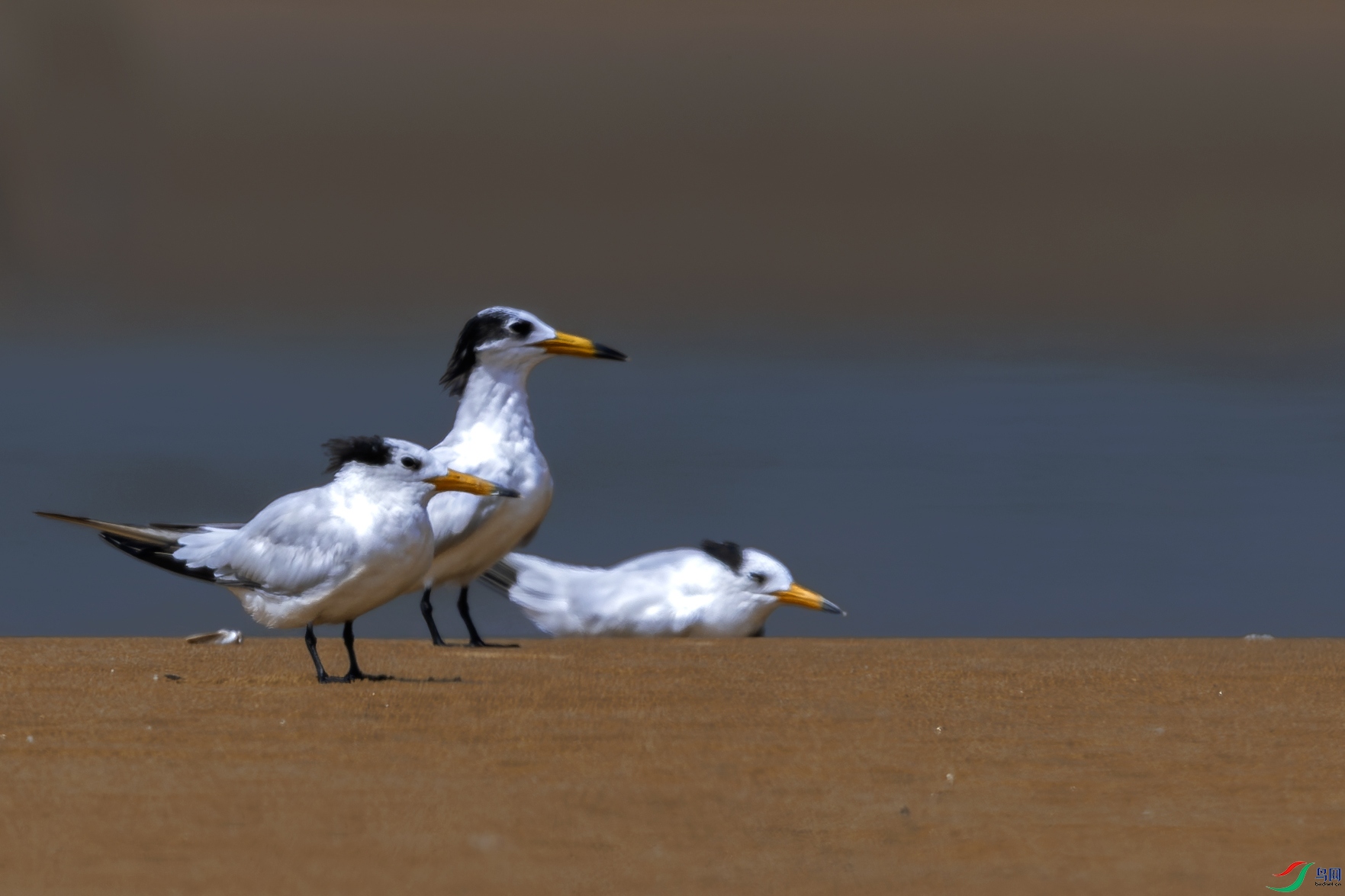 _31A1062-����ǿ-NR ����.jpg