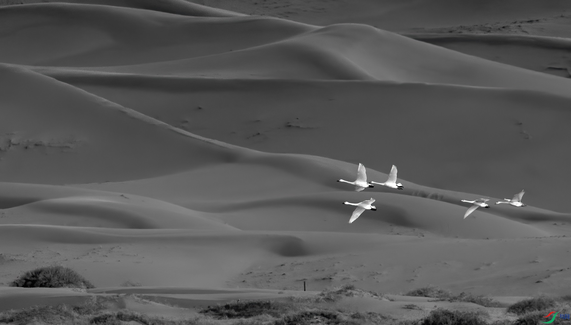 DSC05793-denoise-denoise.jpg