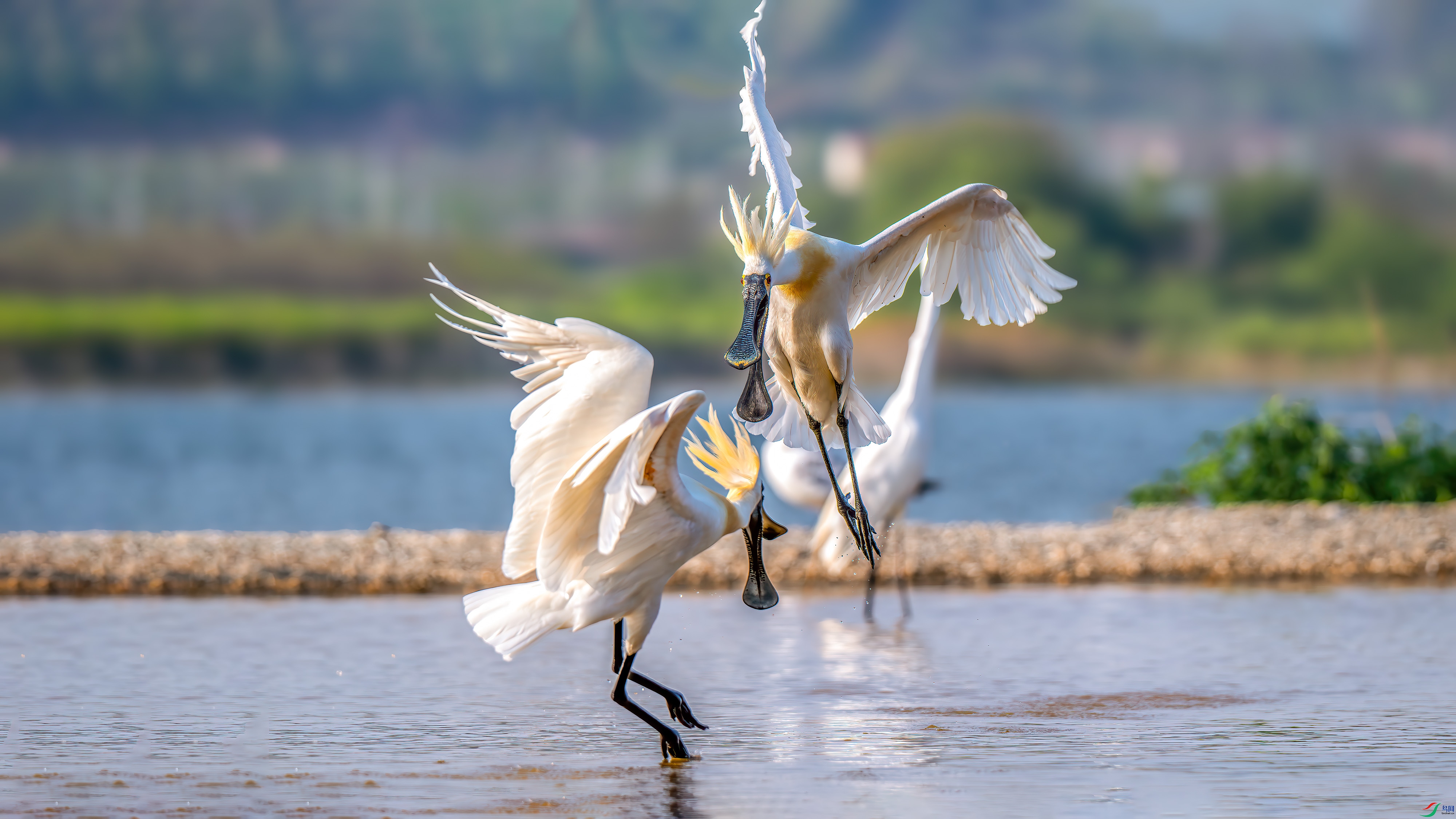 aaaDSC_8367-����ǿ-NR.jpg