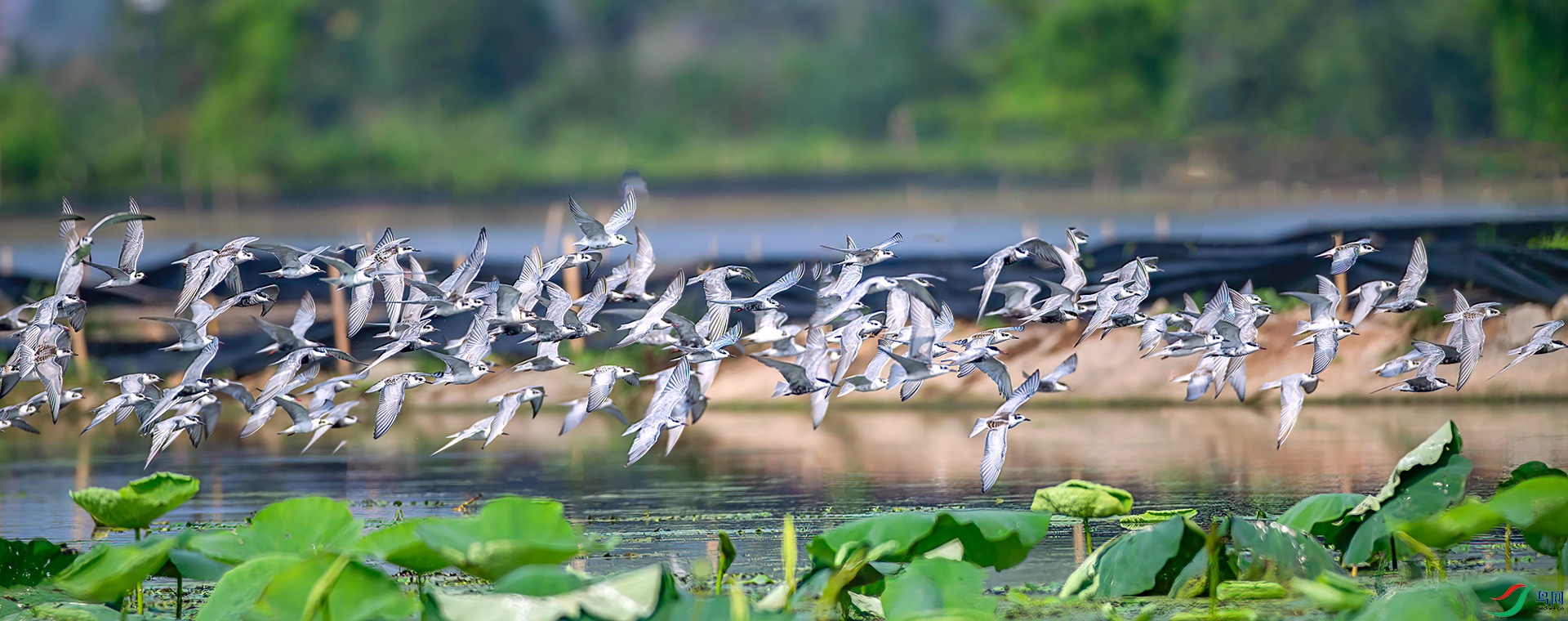 AS7I2014 ����-Sh---1 .jpg