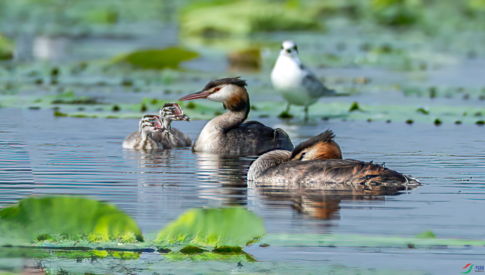 AS7I1863 ����-Sh----1 .jpg