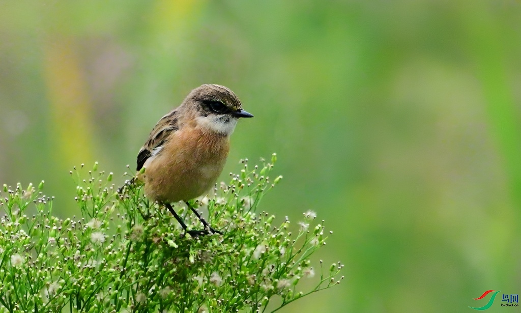 DSC_1784.JPG
