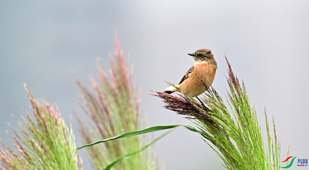 DSC_2053.JPG