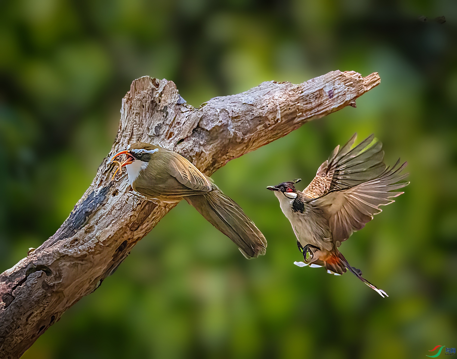 ζ������