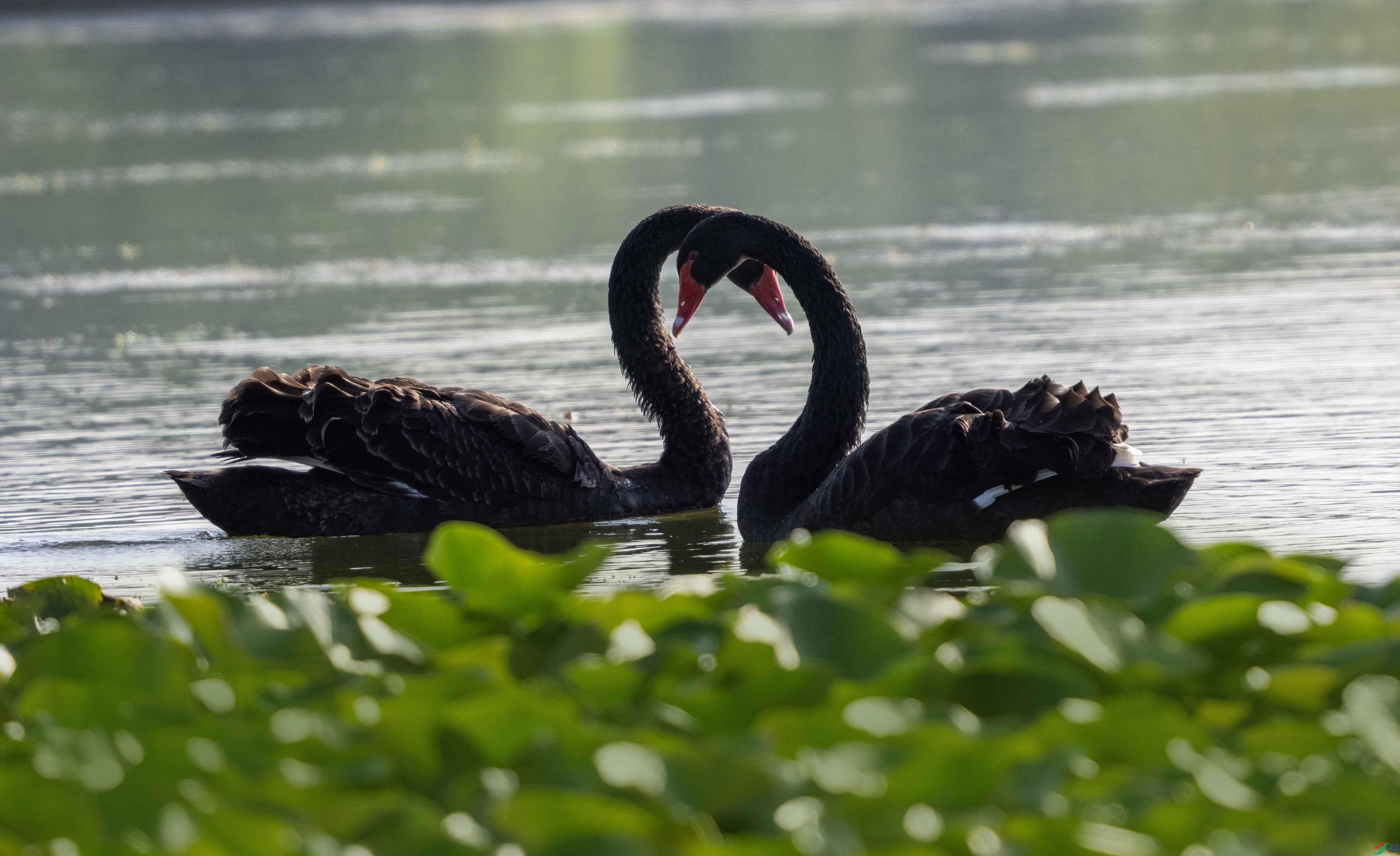 1-xtP9091434 ����.jpg