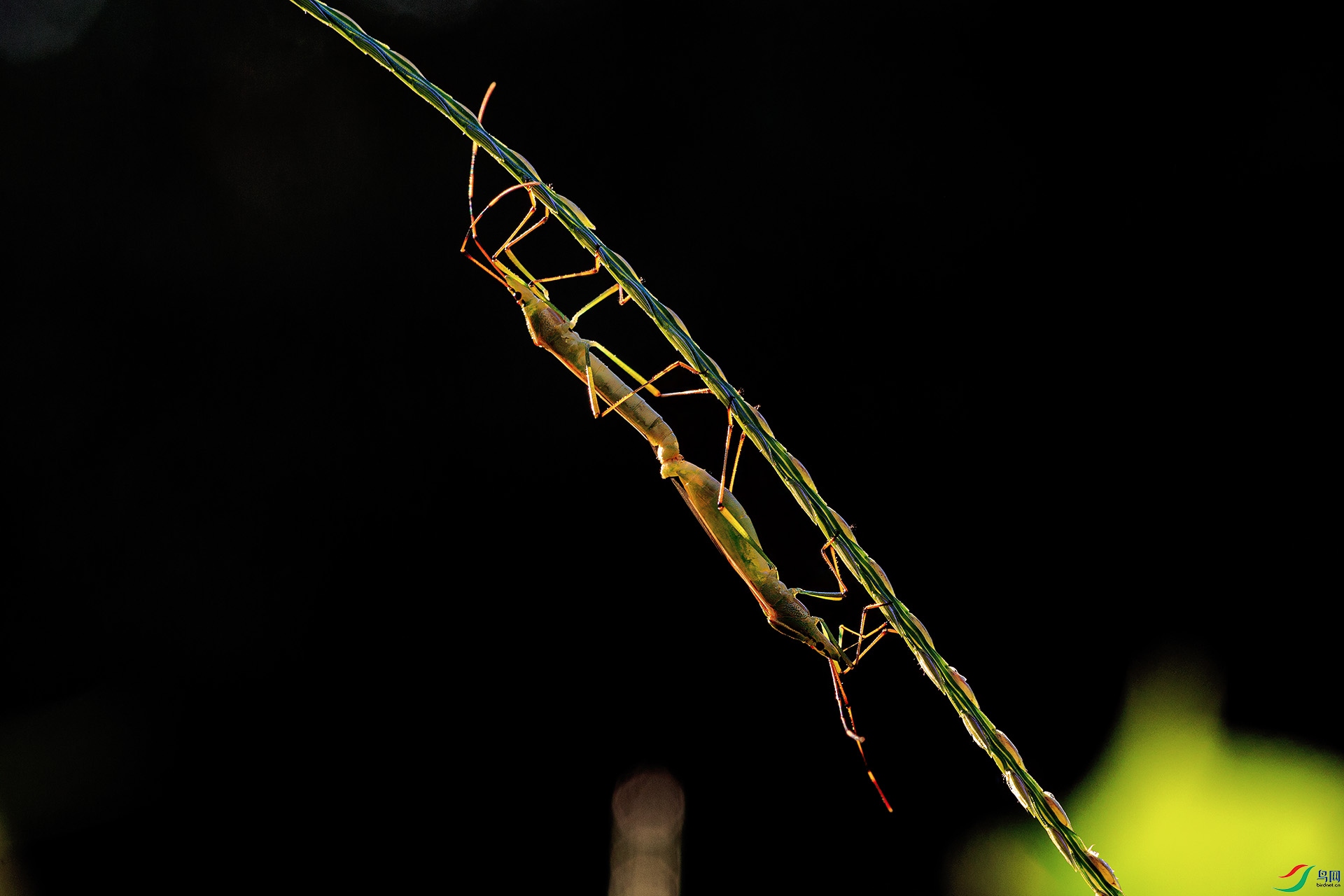 N38A2862-1.jpg
