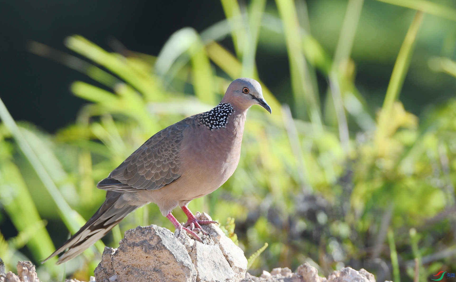 DSC_9006.jpg