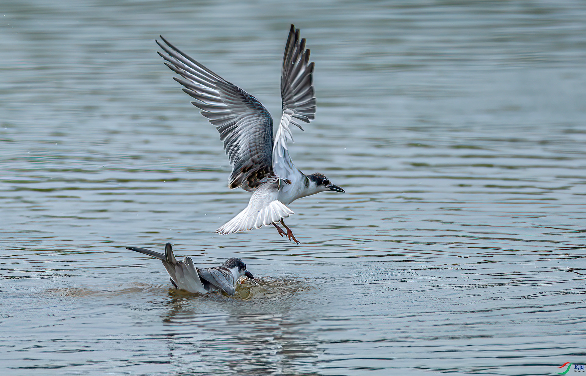 AS7I1055 ����-Sh----1 .jpg