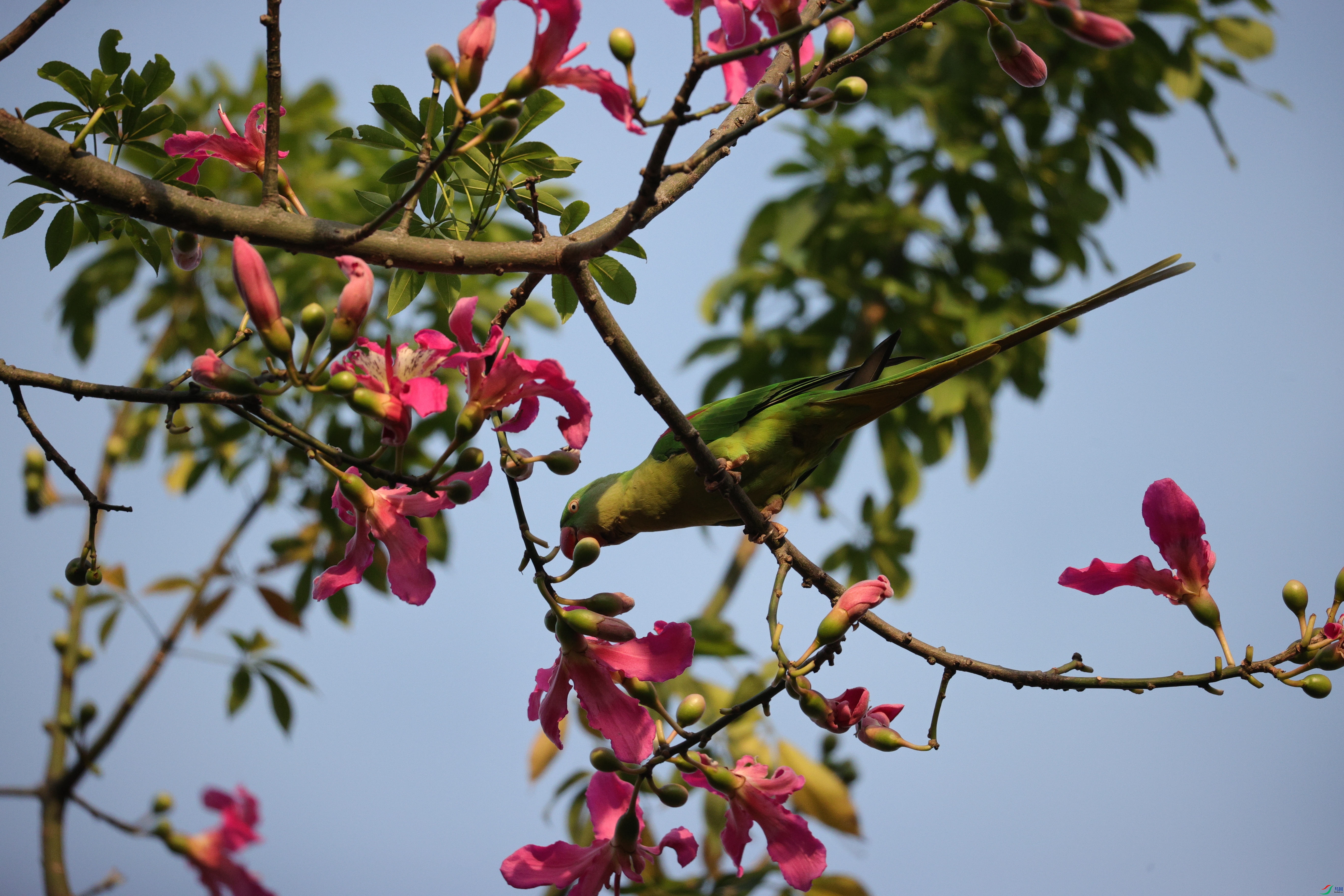 4513��ש����