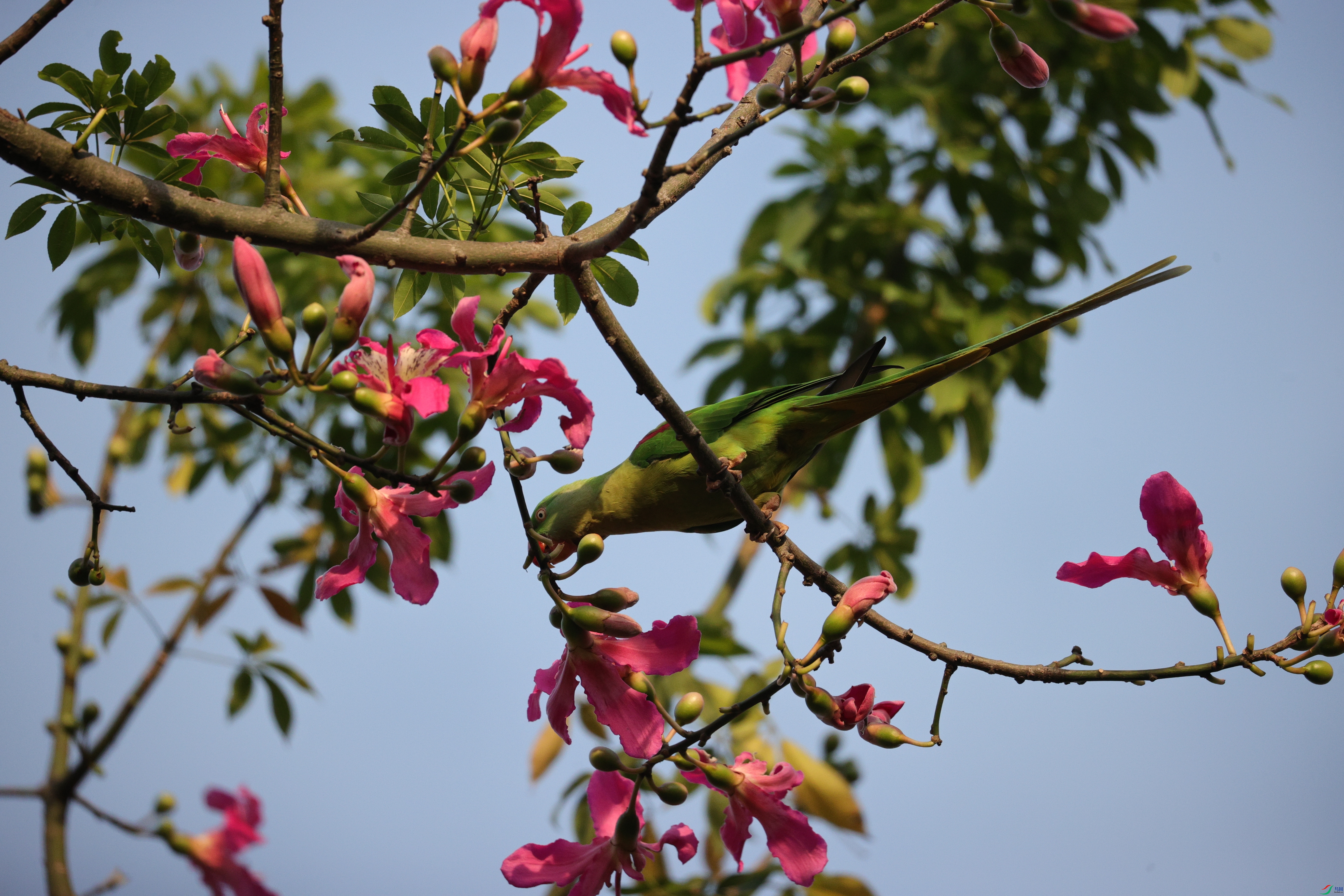 4515��ש����