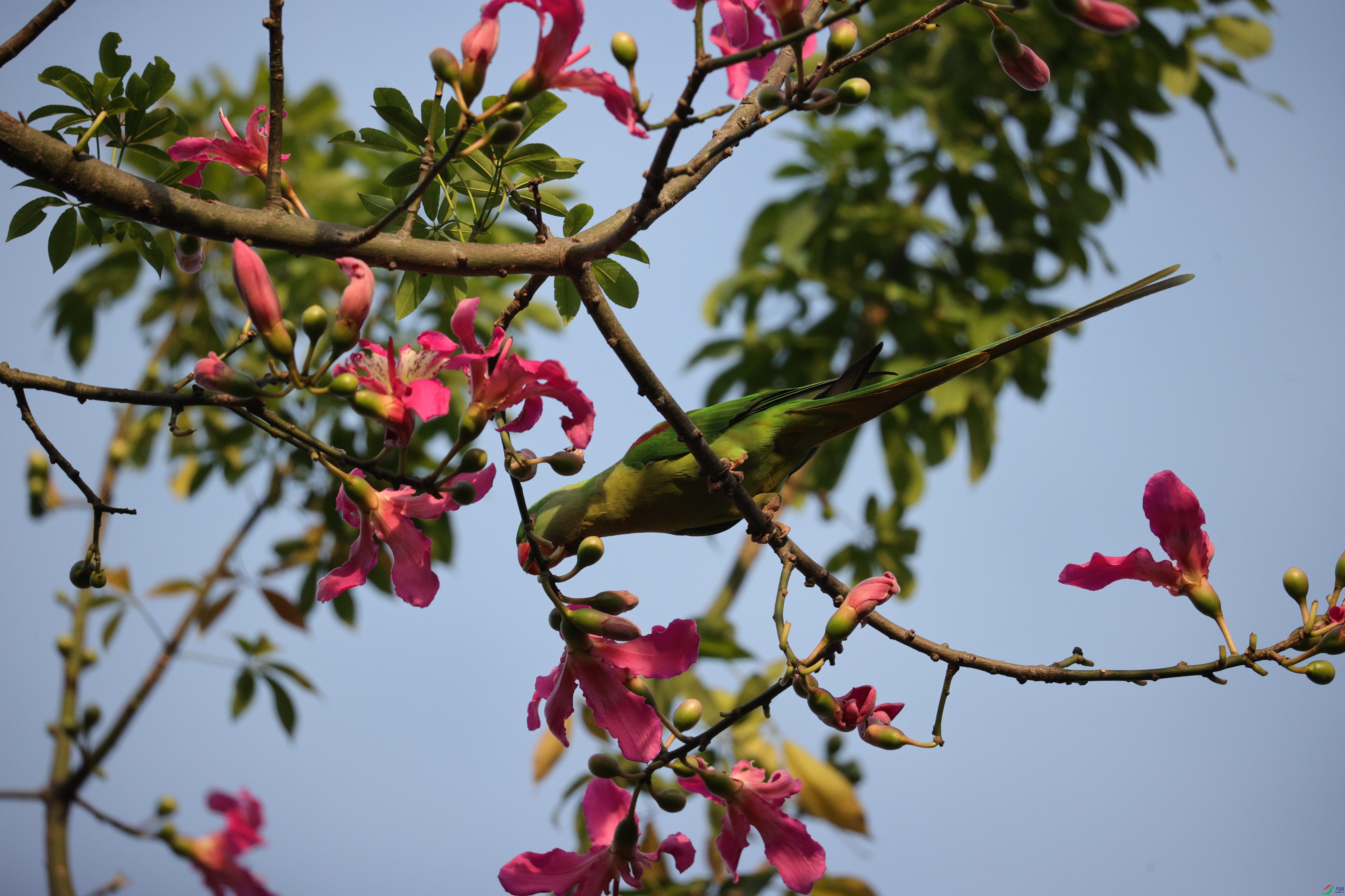 4516��ש����