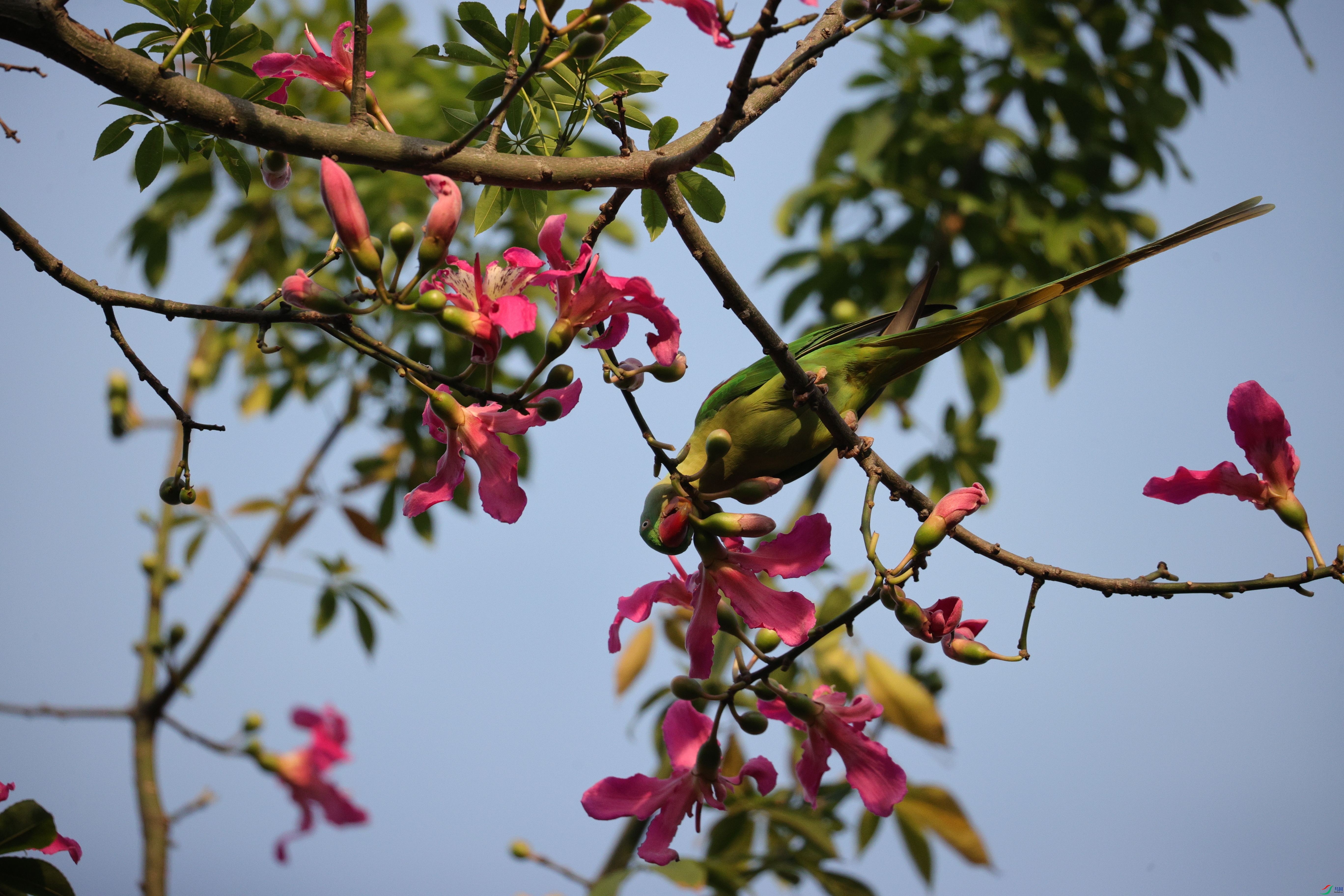 4519��ש����