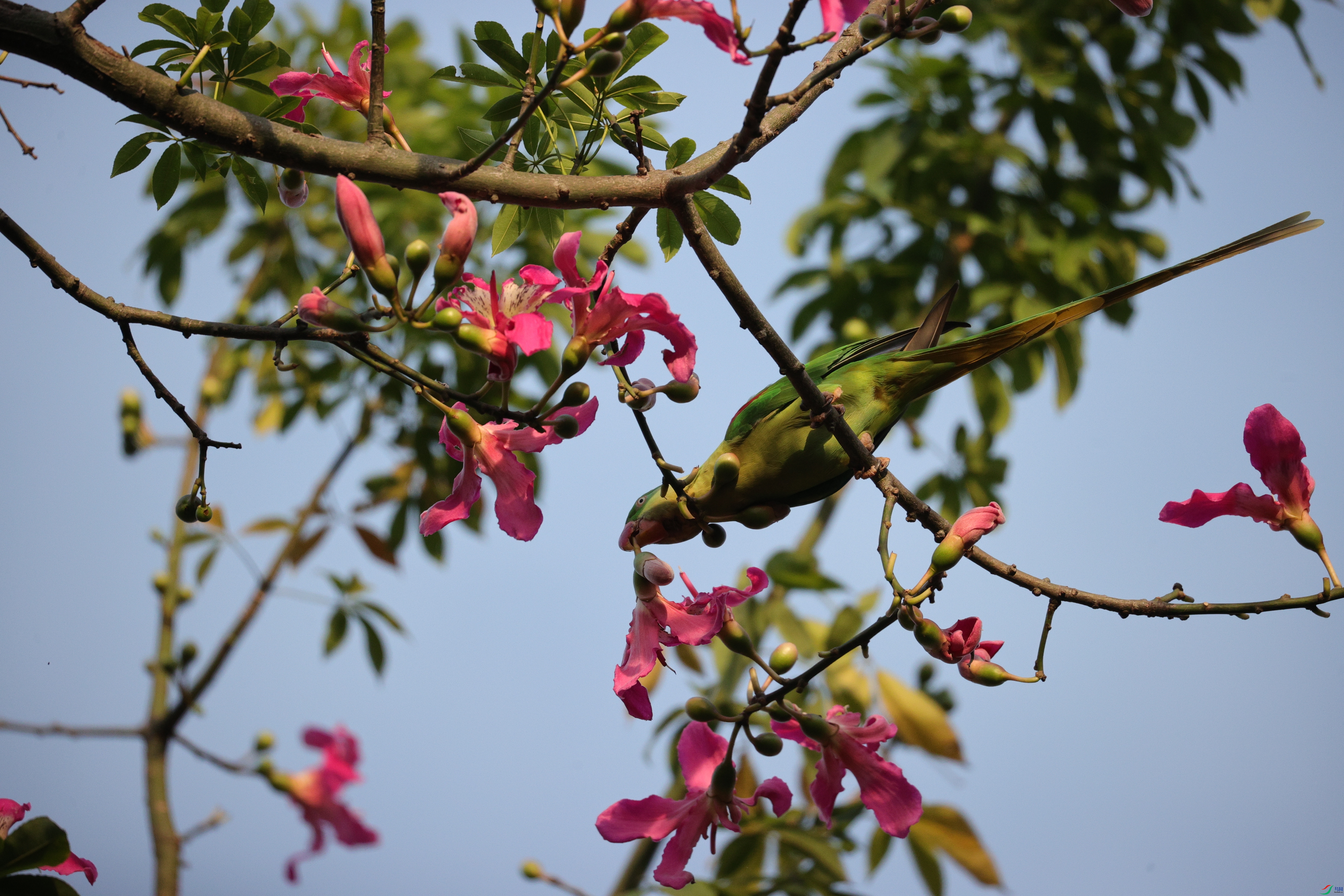 4522��ש����