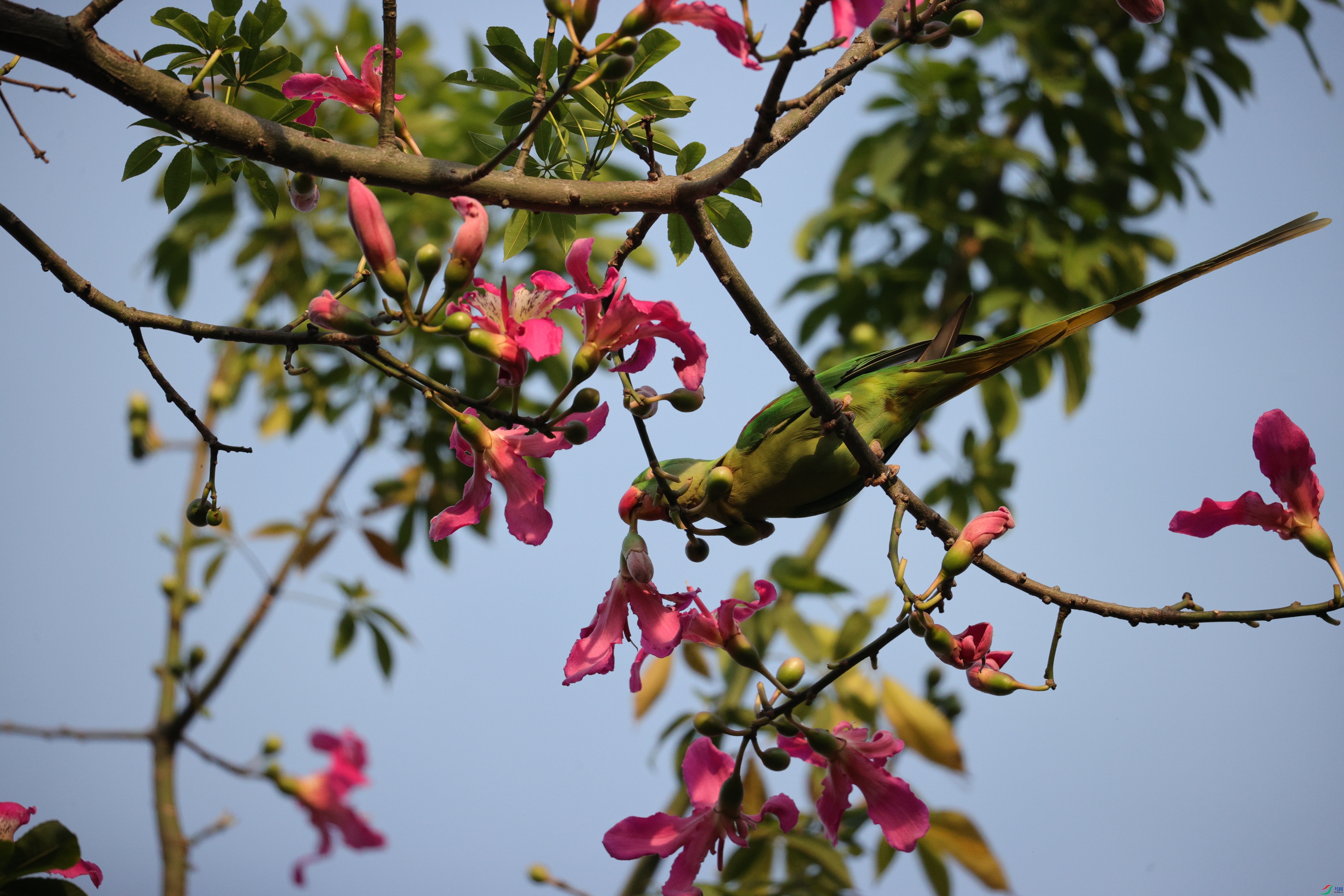 4524��ש����