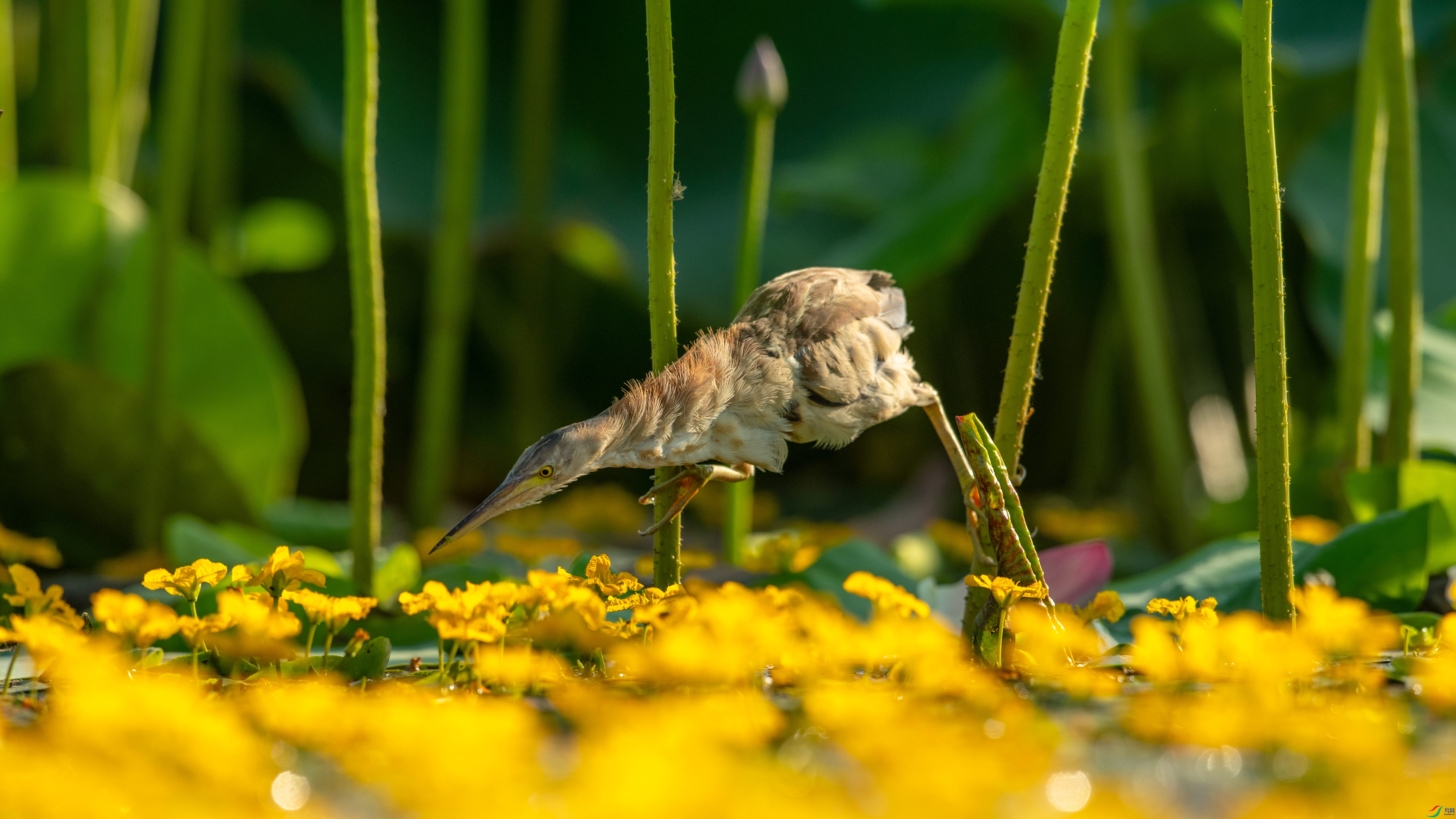 DSC_6765.jpg
