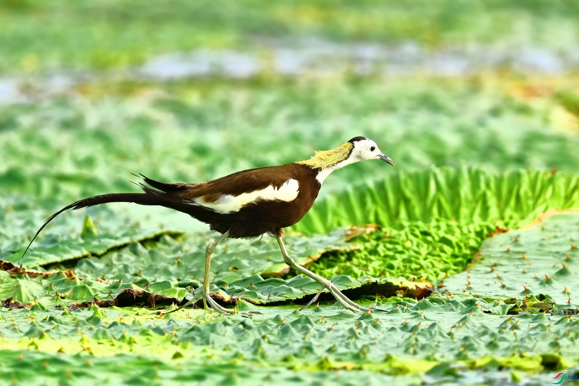 IMG_2060-1.JPG