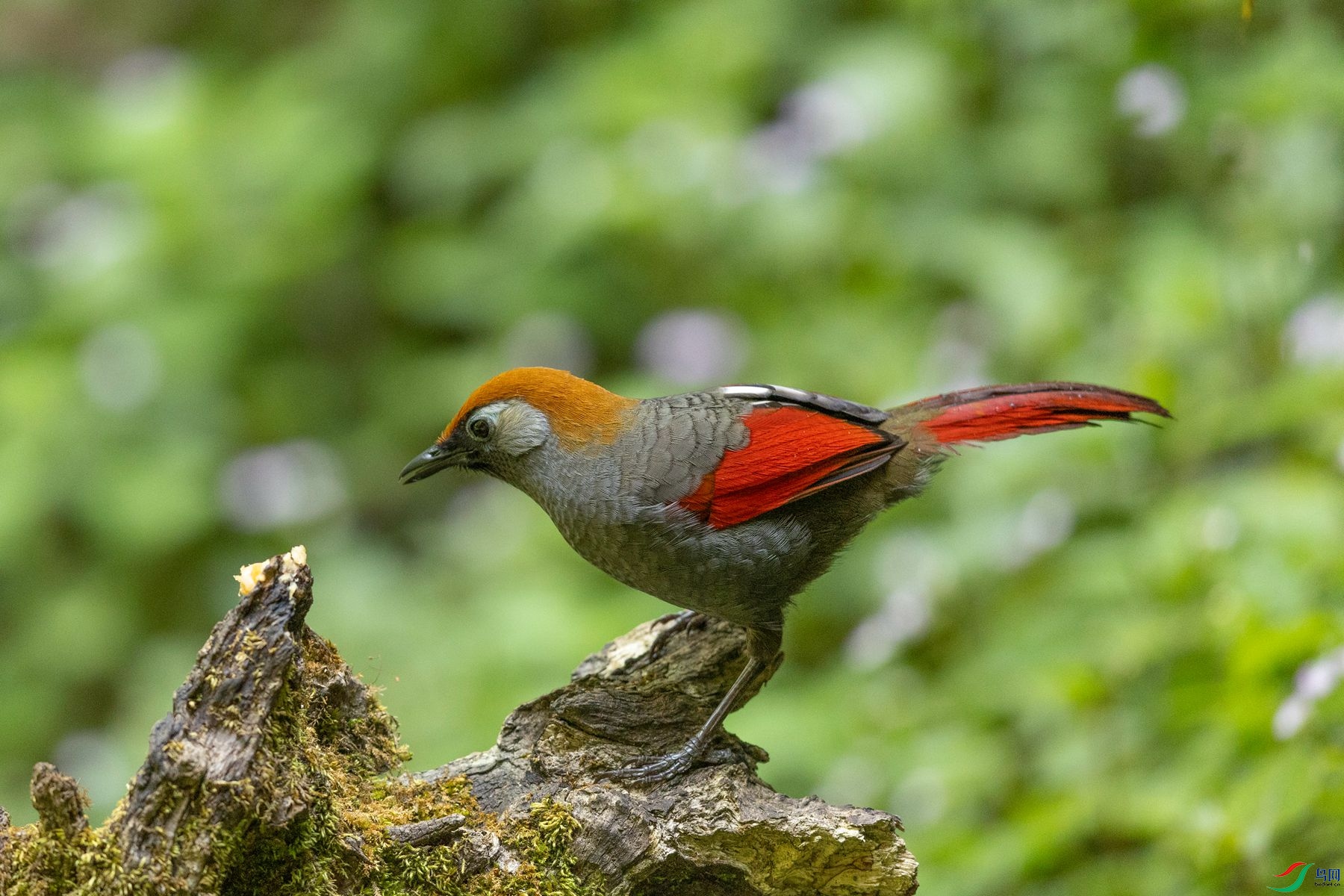 ��β����