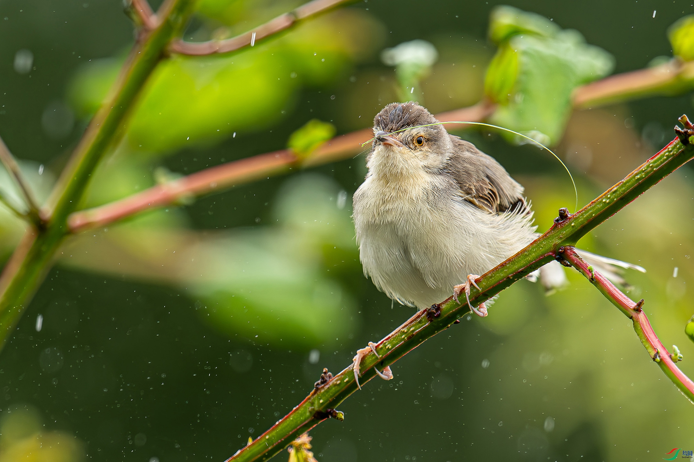 DSC_4962-����ǿ-NR1.jpg