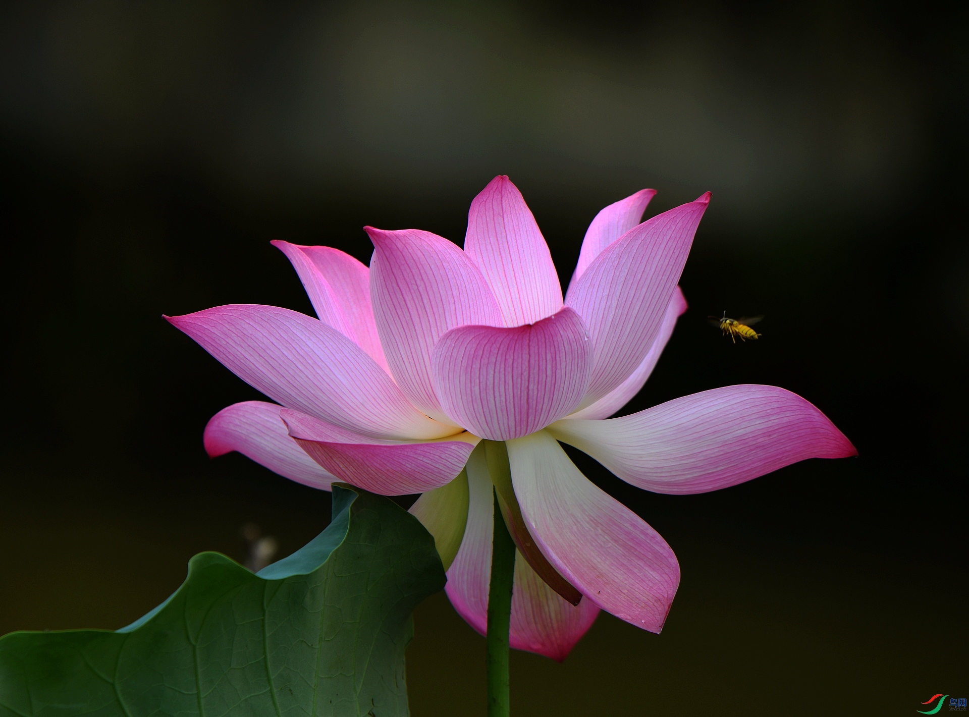 DSC_7562.jpg