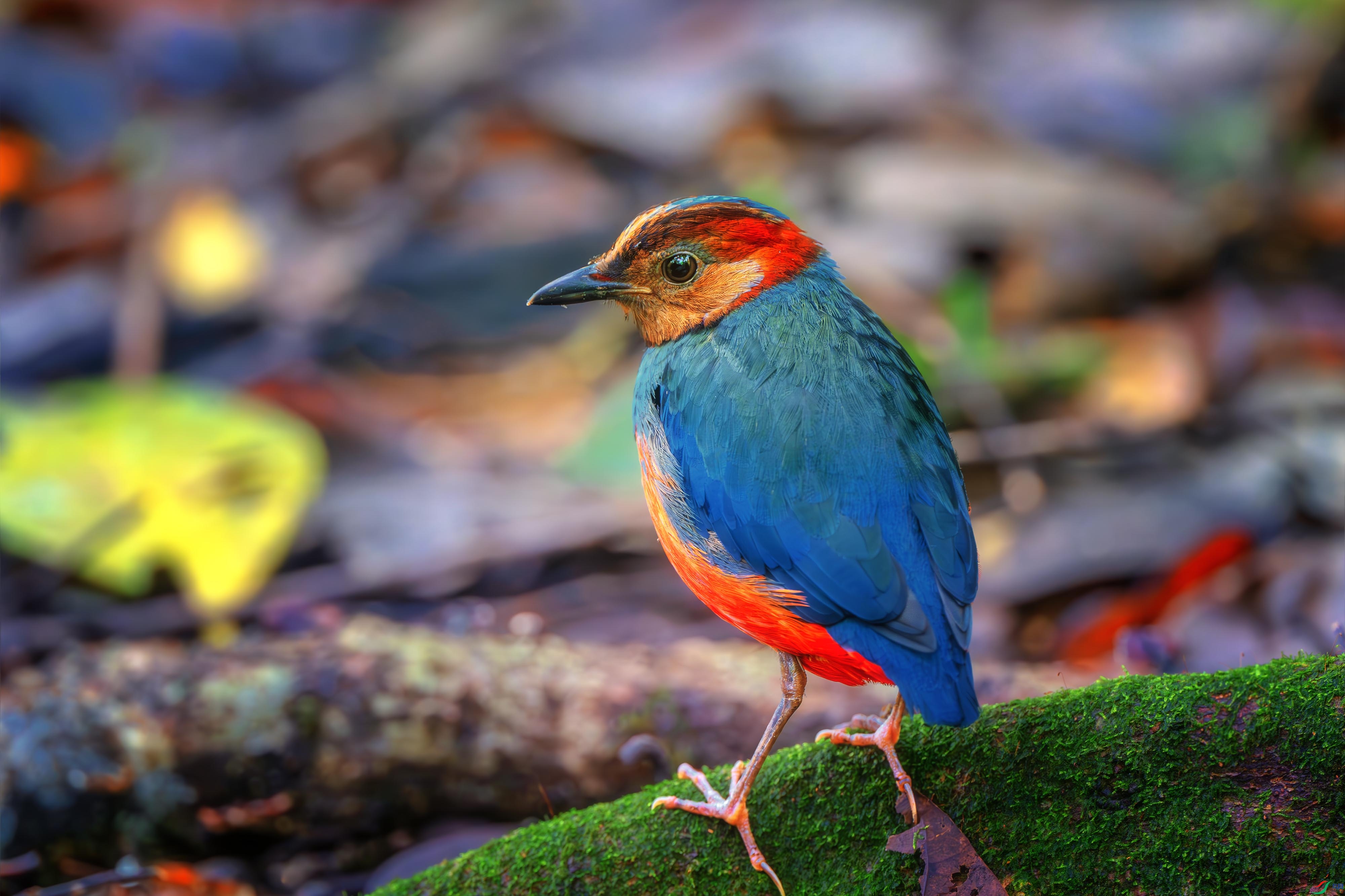 _DSC7016-����ǿ-NR ����.jpg