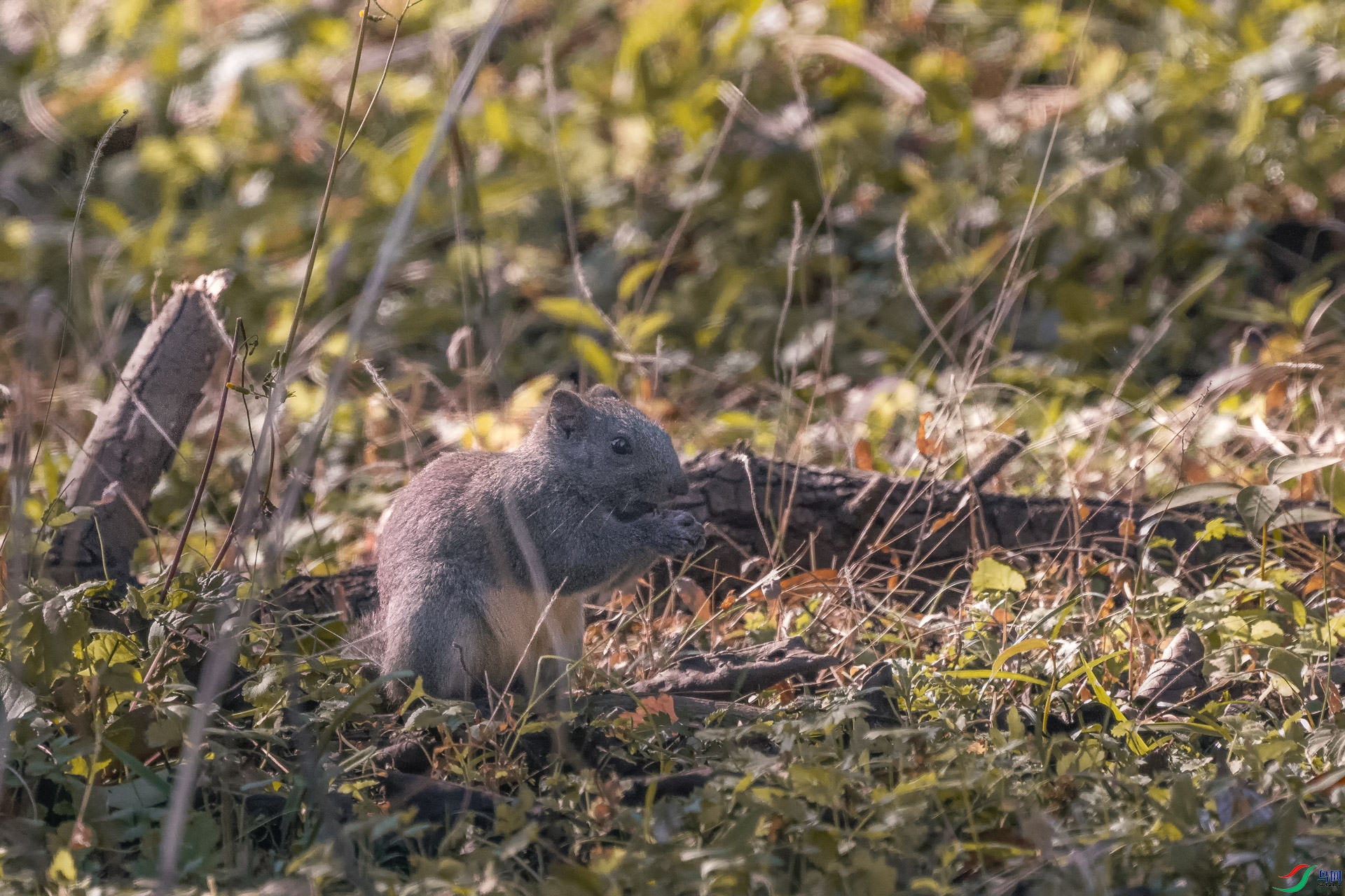 DSC_1373 ����.jpg