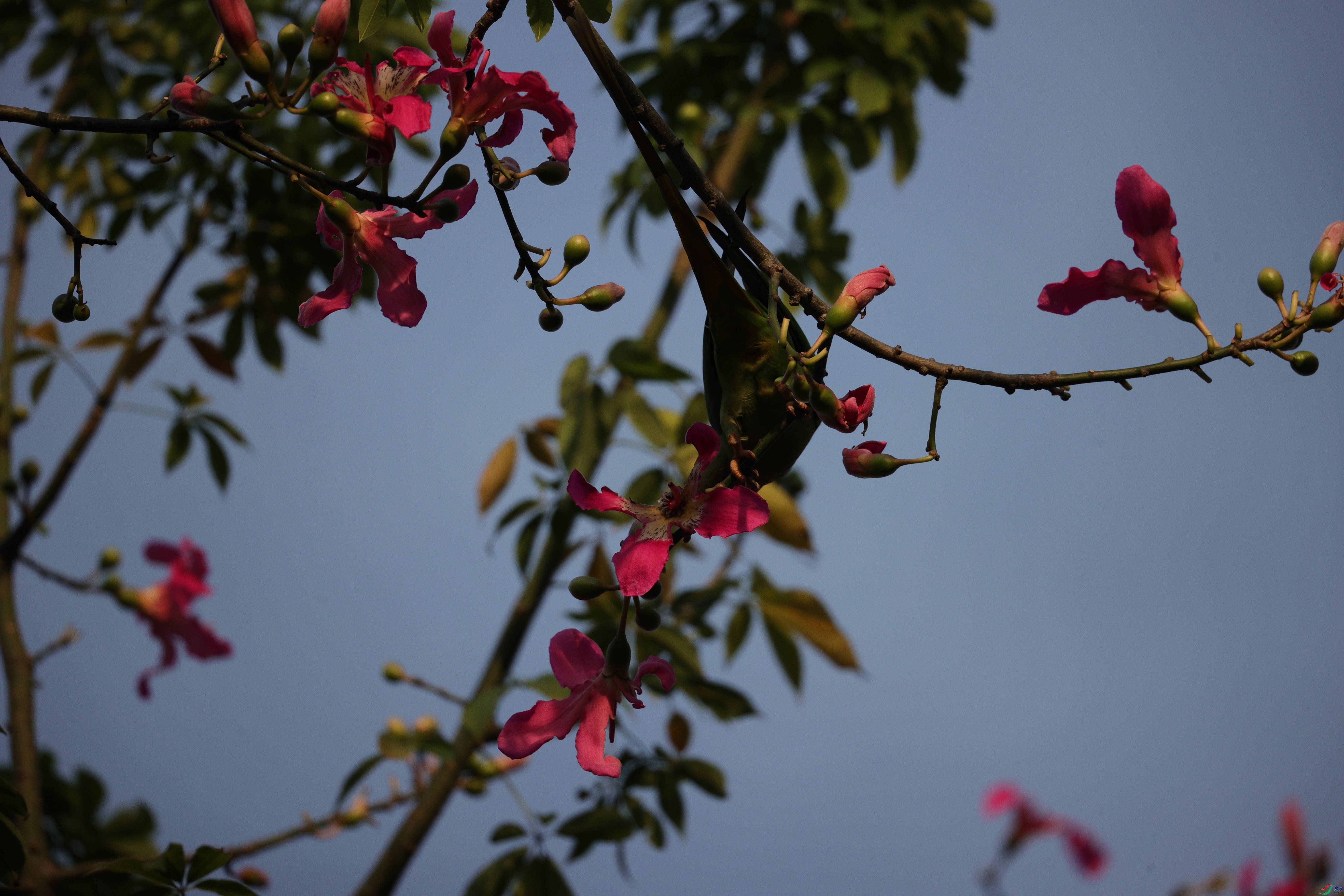 5514��ש����