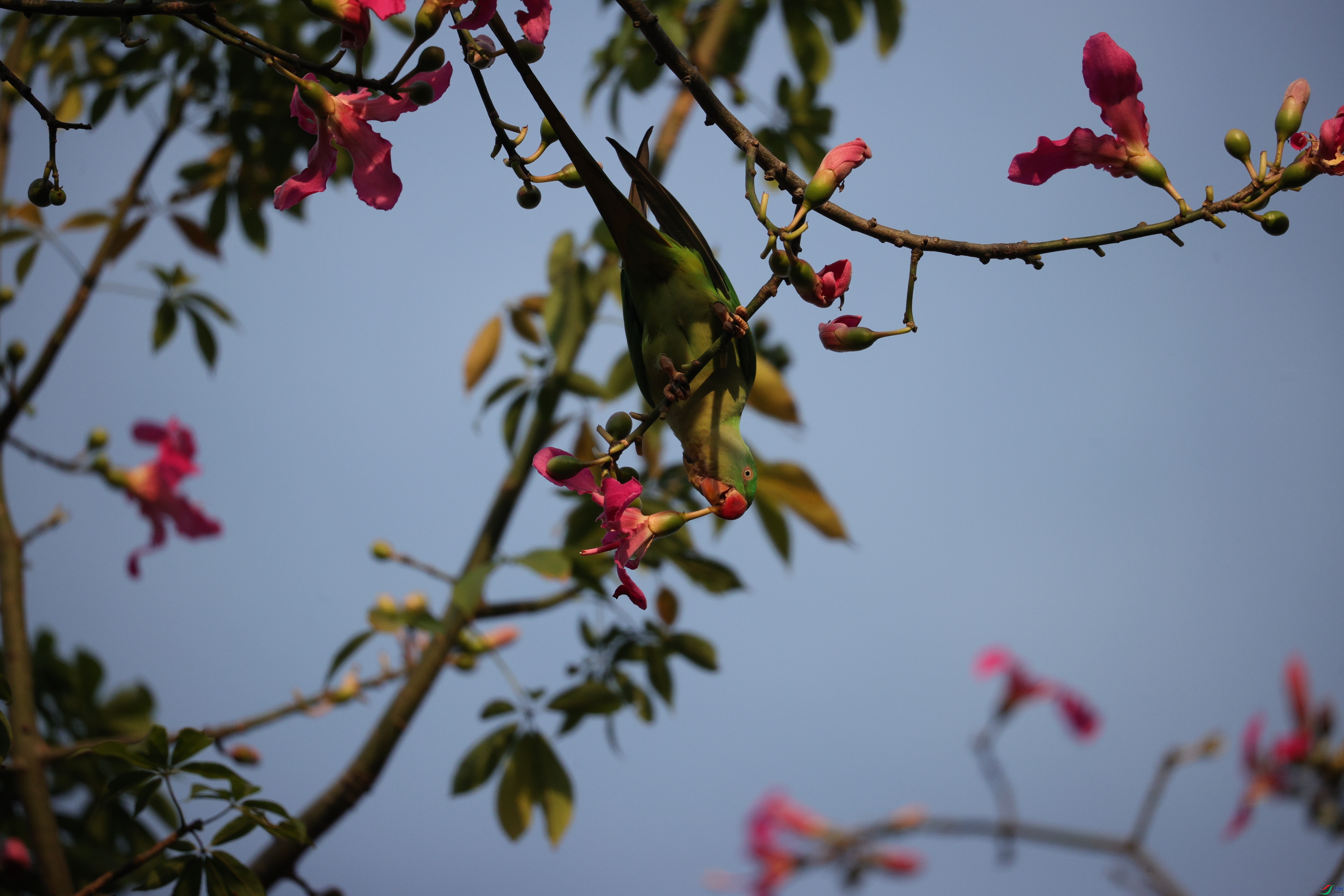 5517��ש����