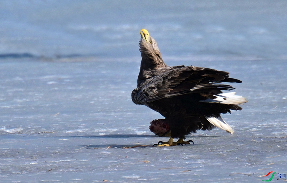 �������������в��š�