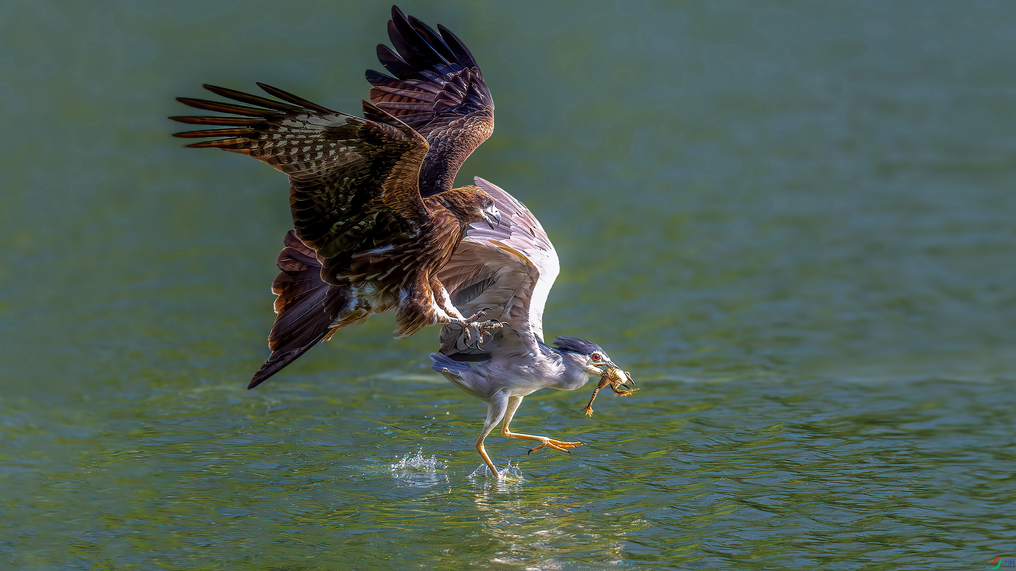 DSC_5772-����ǿ-NR.jpg