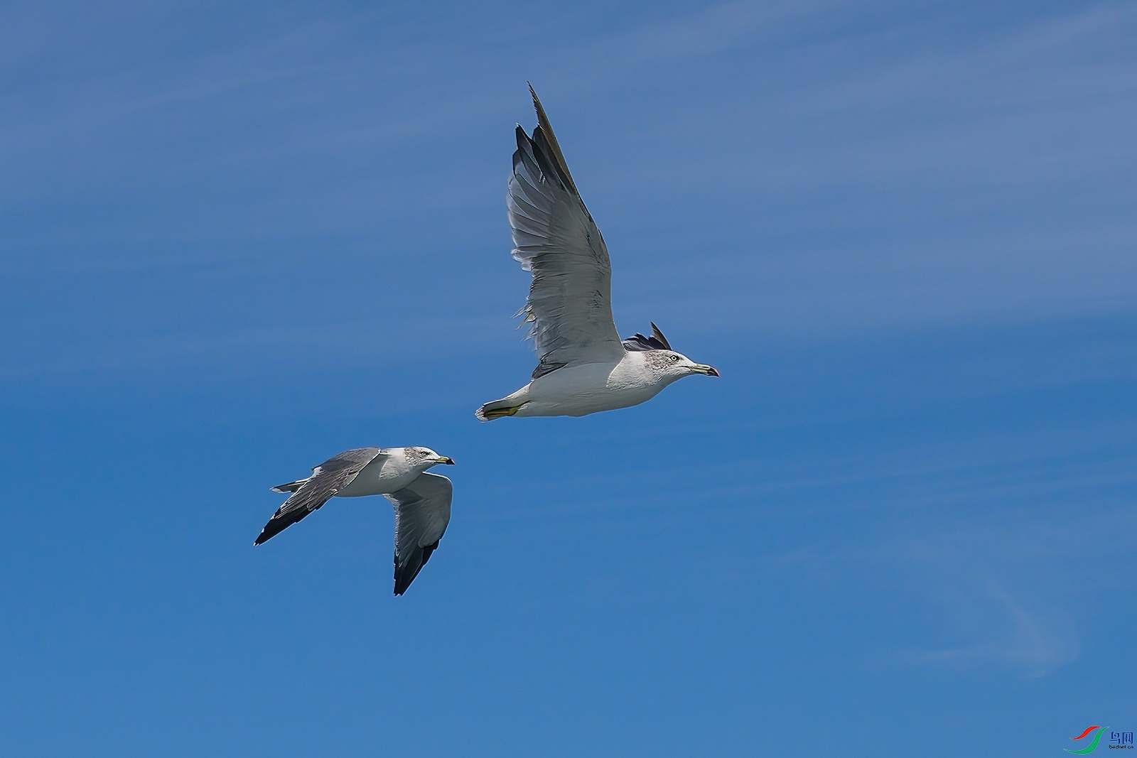 DSC_8501b.jpg